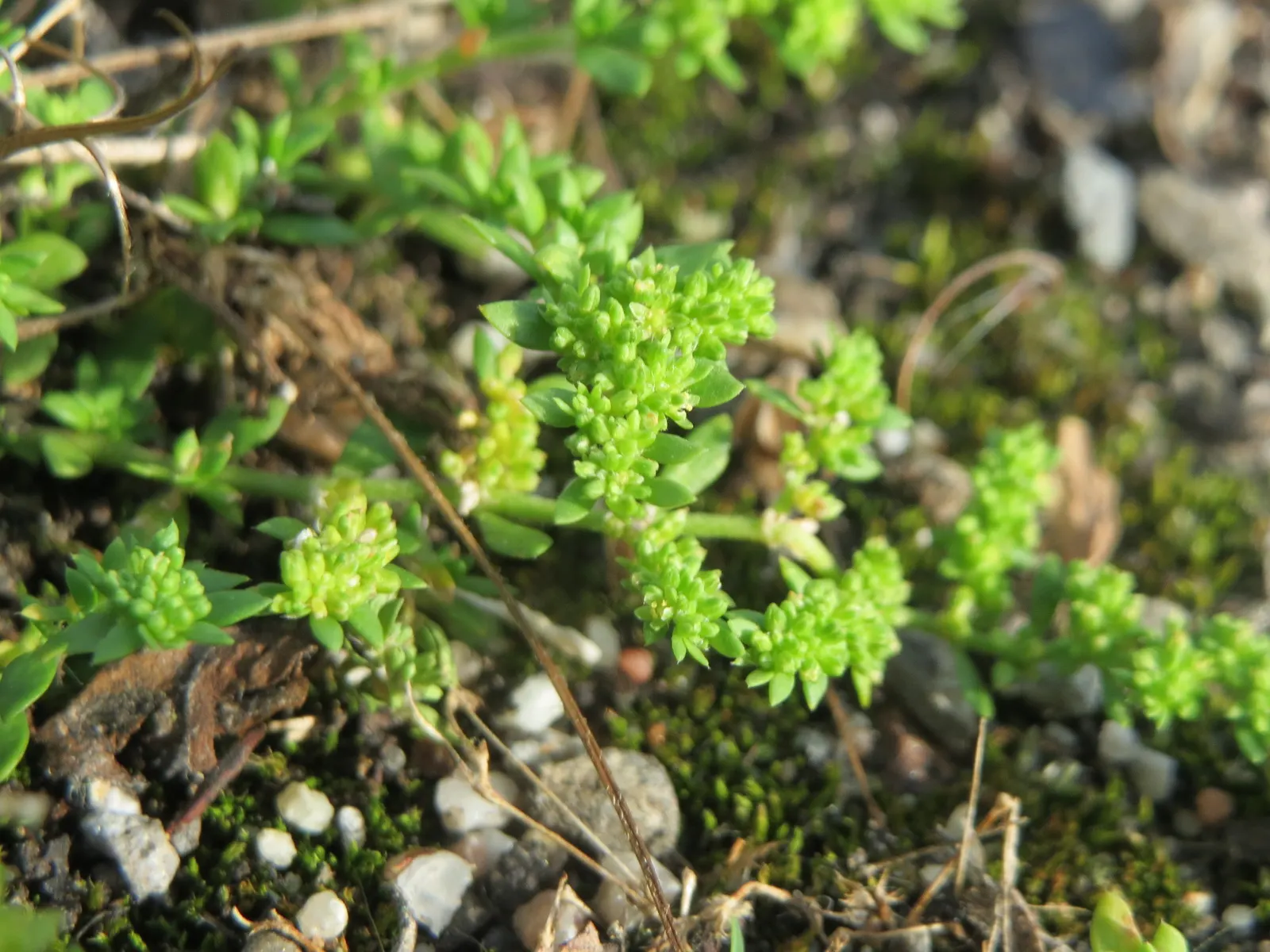 Green Carpet (Herniaria Glabra) — reaching heights of 2-3 inches; low-growing perennial ground cover, image 19