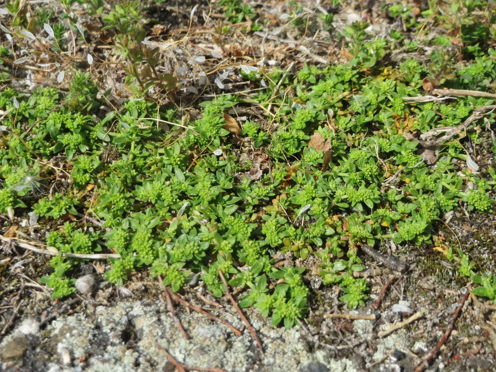 Green Carpet (Herniaria Glabra) — Tolerant to heavy foot traffic, it's ideal for walkways or garden borders; ground cover / perennial for full or, image 21