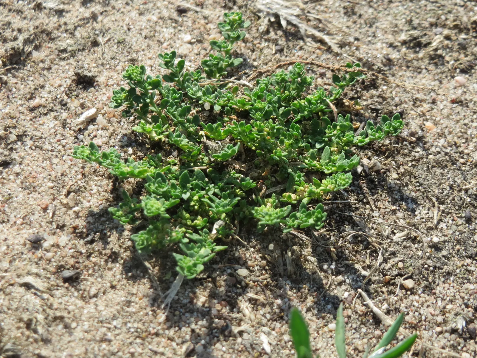 Green Carpet (Herniaria Glabra) — ground cover / perennial for full or half; tolerant to heavy foot traffic, it's ideal for walkways or garden, image 24