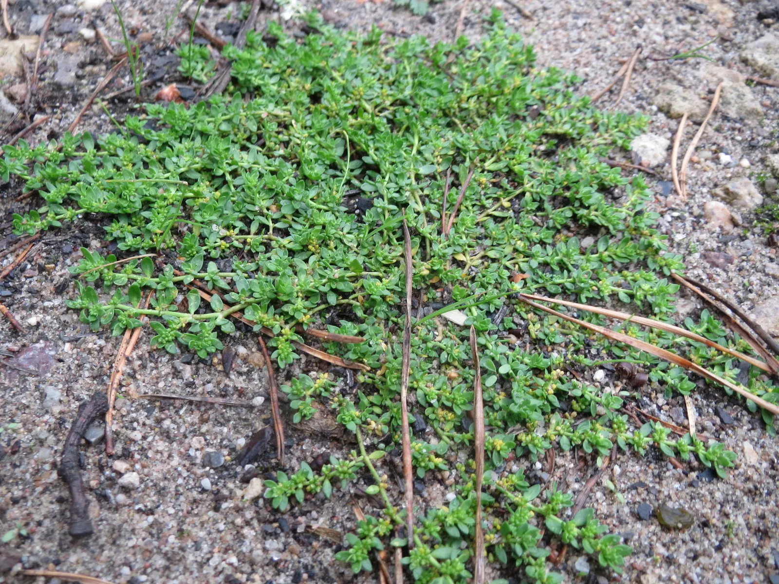 Green Carpet (Herniaria Glabra) — green leaves that create a smooth lawn-like appearance