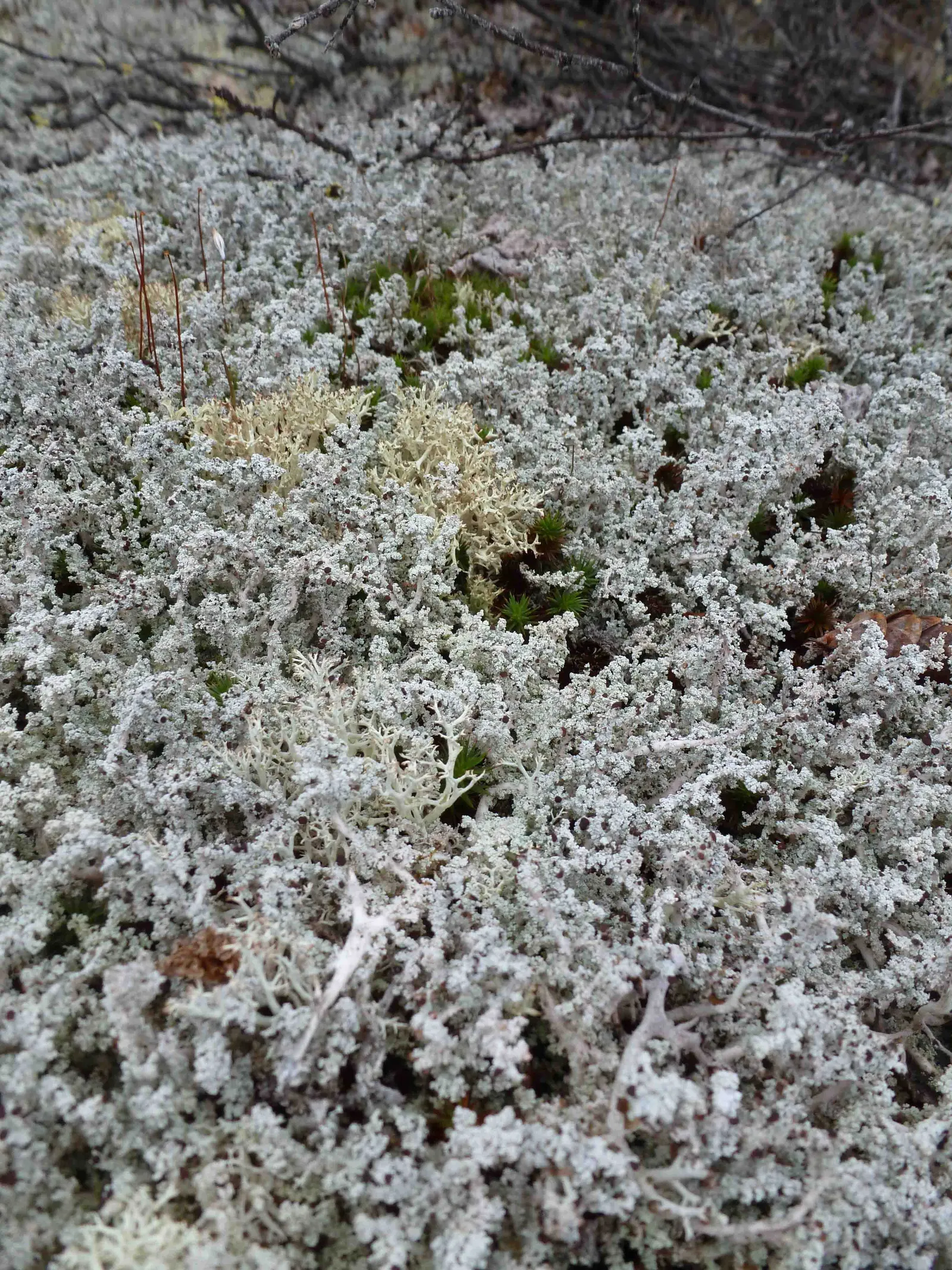 Green Carpet (Herniaria Glabra) — reaching heights of 2-3 inches; low-growing perennial ground cover, image 75