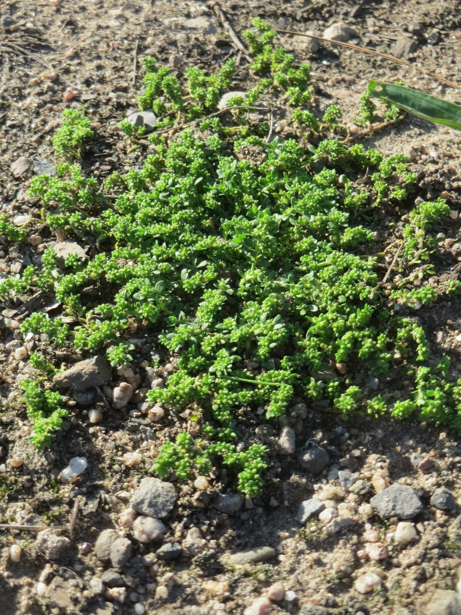 Green Carpet (Herniaria Glabra) — this drought-resistant plant prefers well-drained soils and is hardy in USDA zones 6-9; thriving in full sun to, image 31