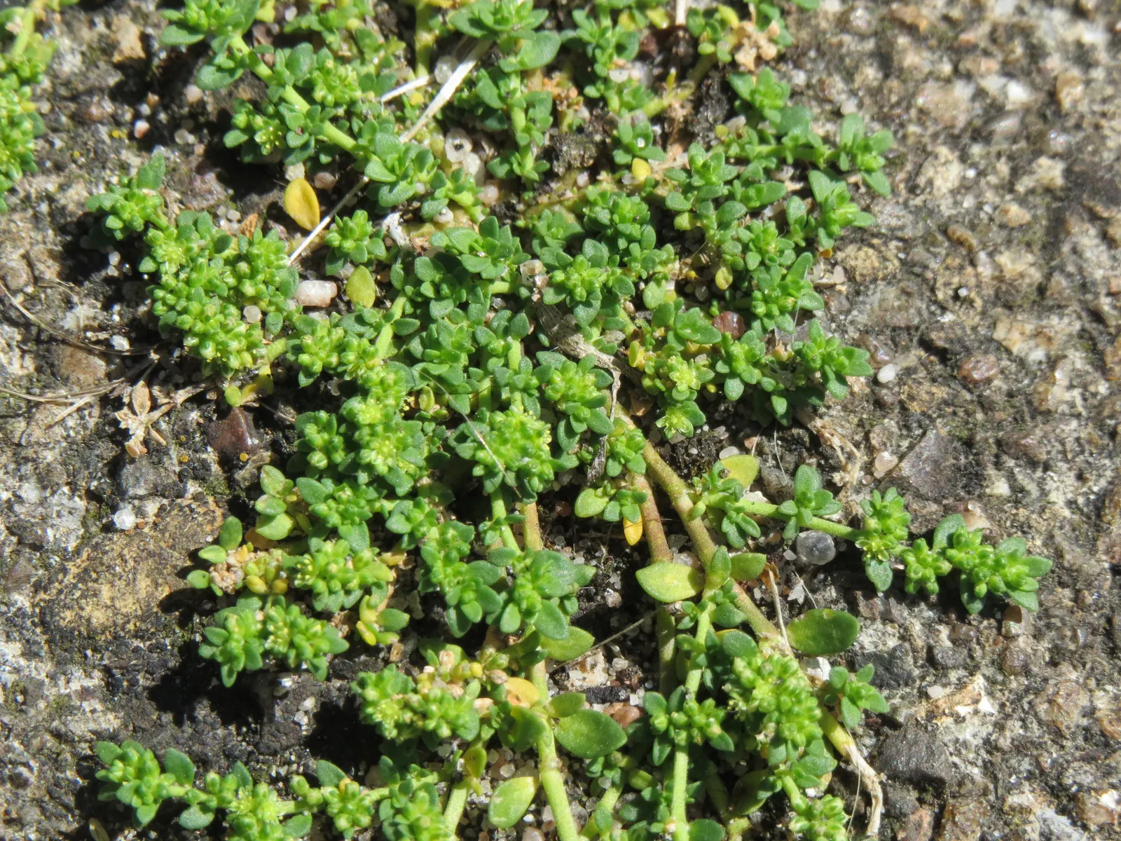 Green Carpet (Herniaria Glabra) — reaching heights of 2-3 inches; low-growing perennial ground cover, image 91