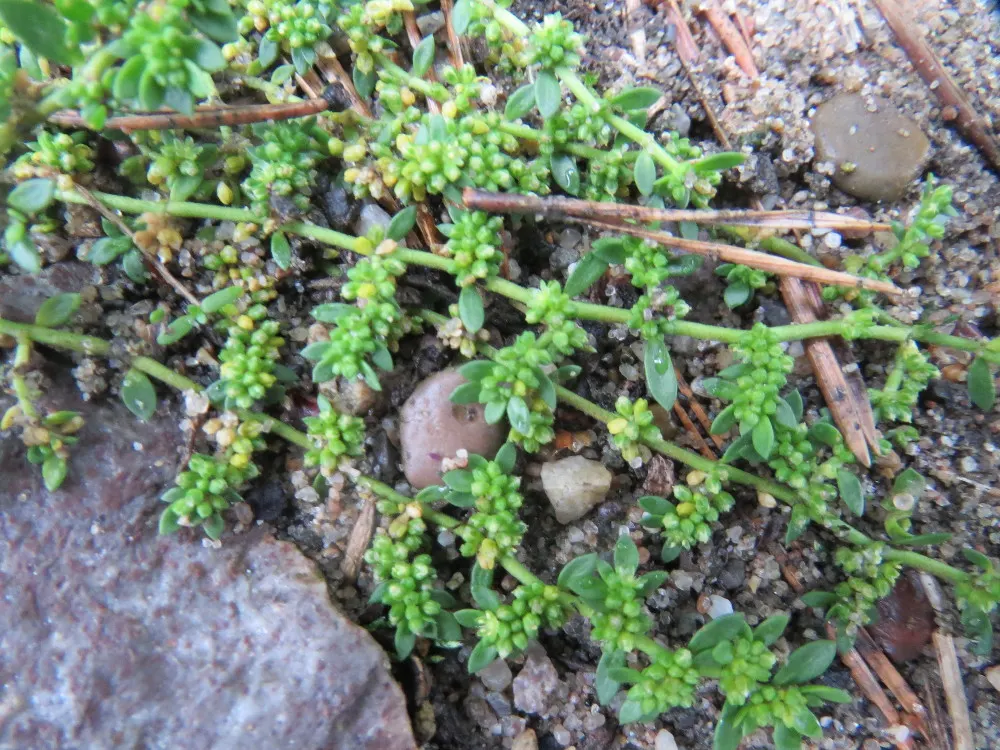 Green Carpet (Herniaria Glabra) — Tolerant to heavy foot traffic, it's ideal for walkways or garden borders