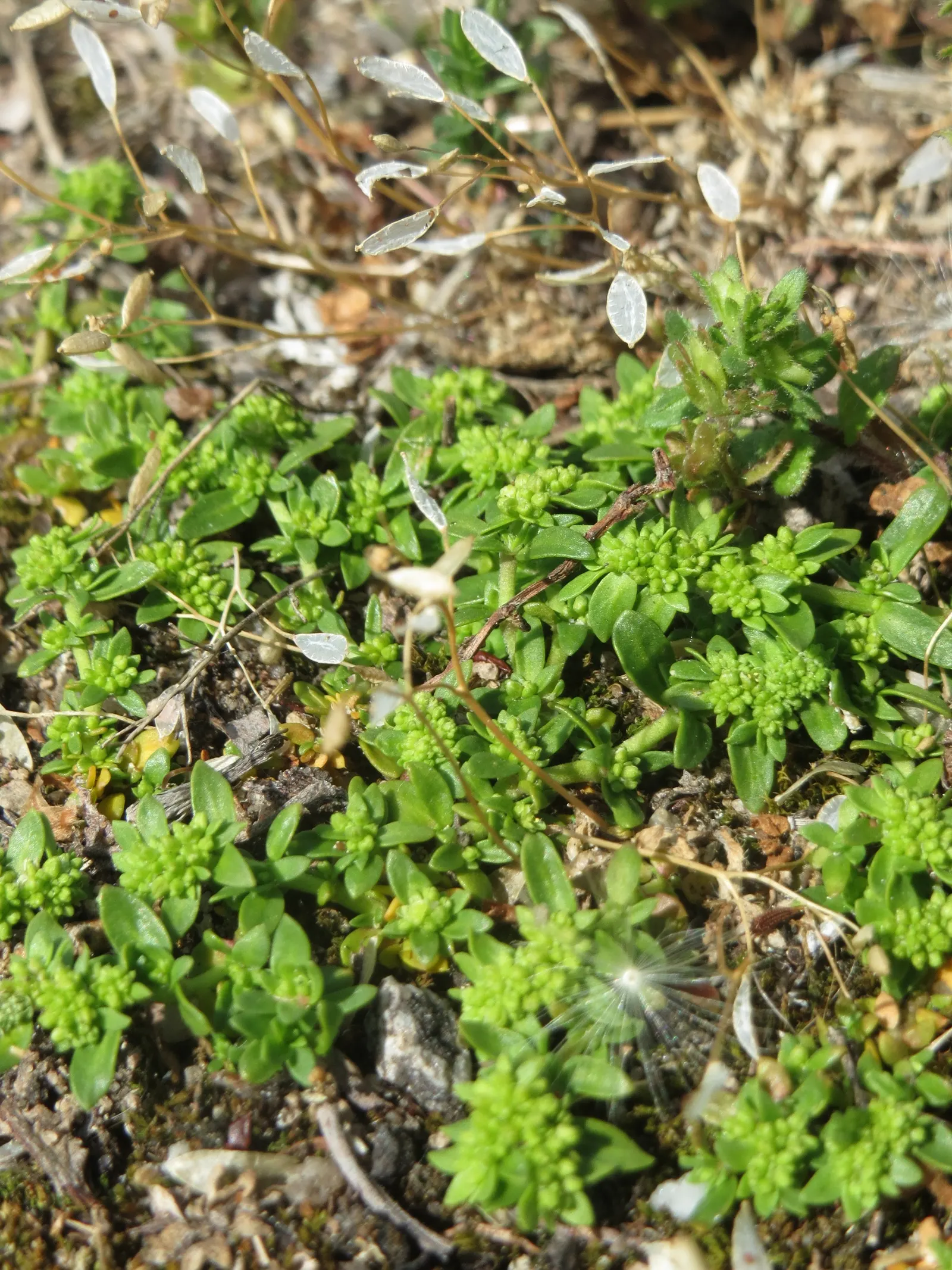 Green Carpet (Herniaria Glabra) — low-growing perennial ground cover; reaching heights of 2-3 inches, image 26
