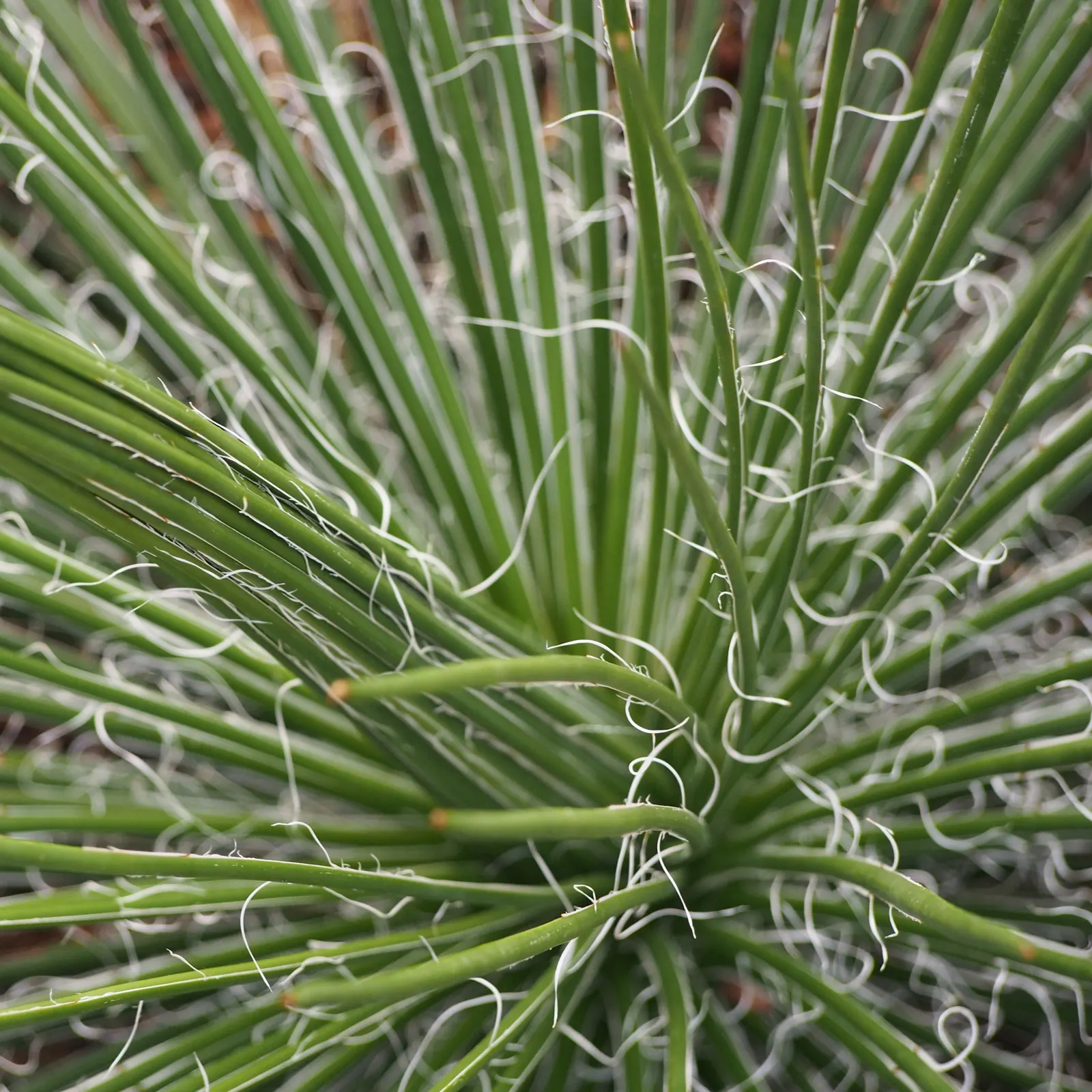 Twin Flowered Agave (Agave Geminiflora) — A slow grower, this agave produces an impressive tall flower spike after many years