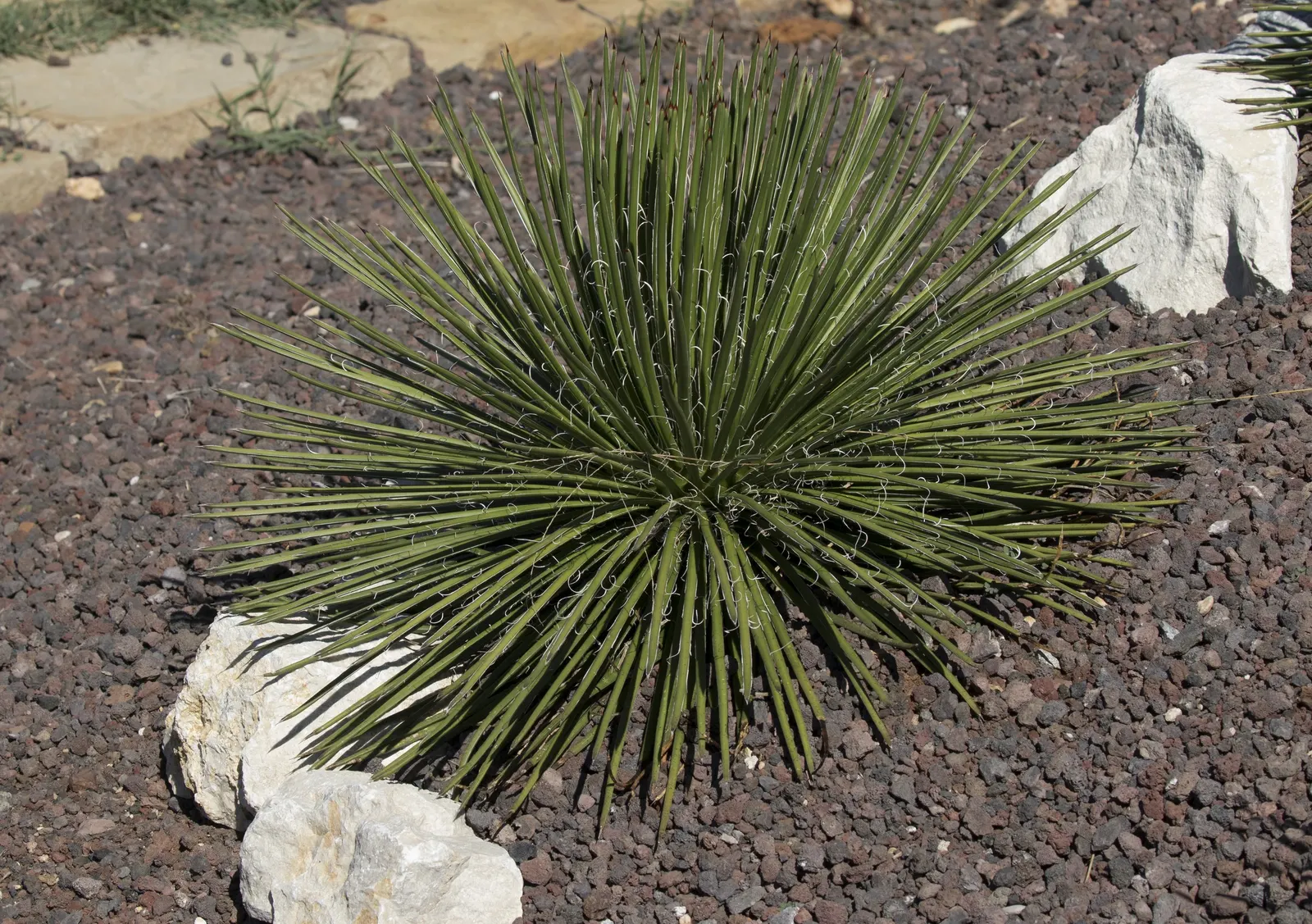 Twin Flowered Agave (Agave Geminiflora) — Its striking, dense tufts are spineless, making it a user-friendly choice