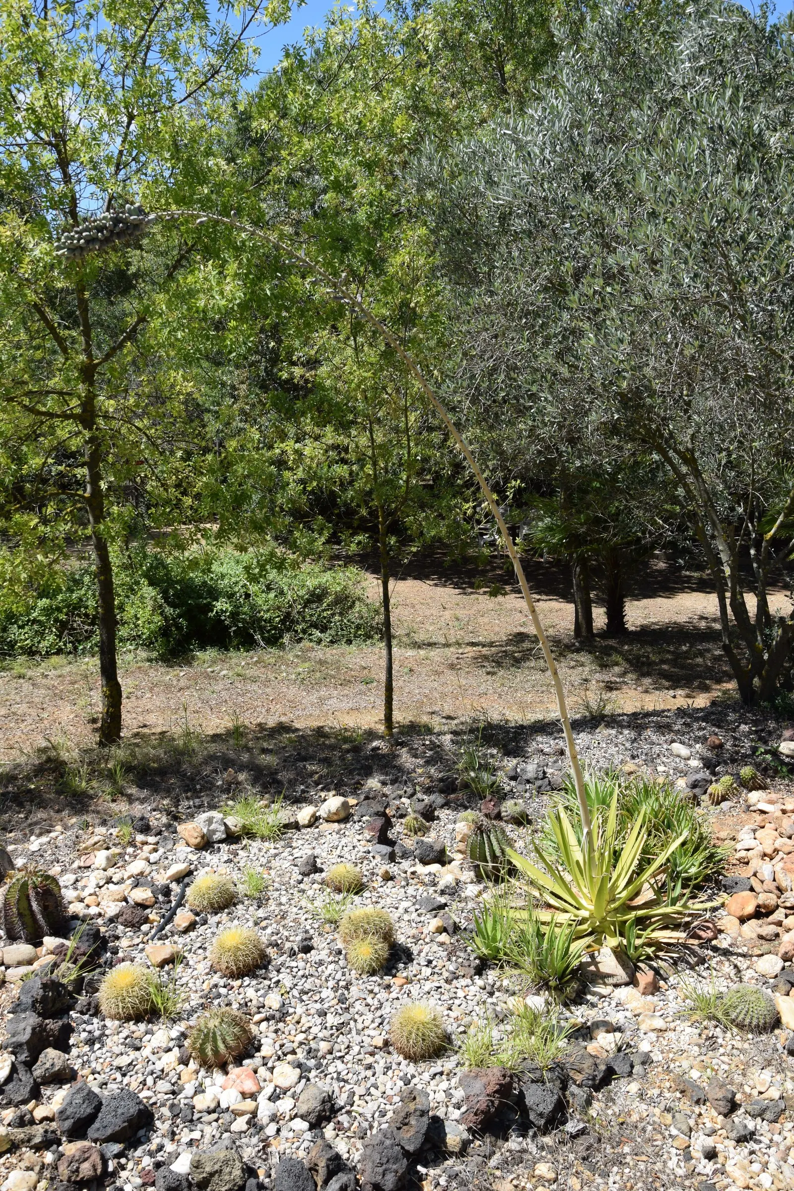Twin Flowered Agave (Agave Geminiflora) — Adorned with pairs of tiny