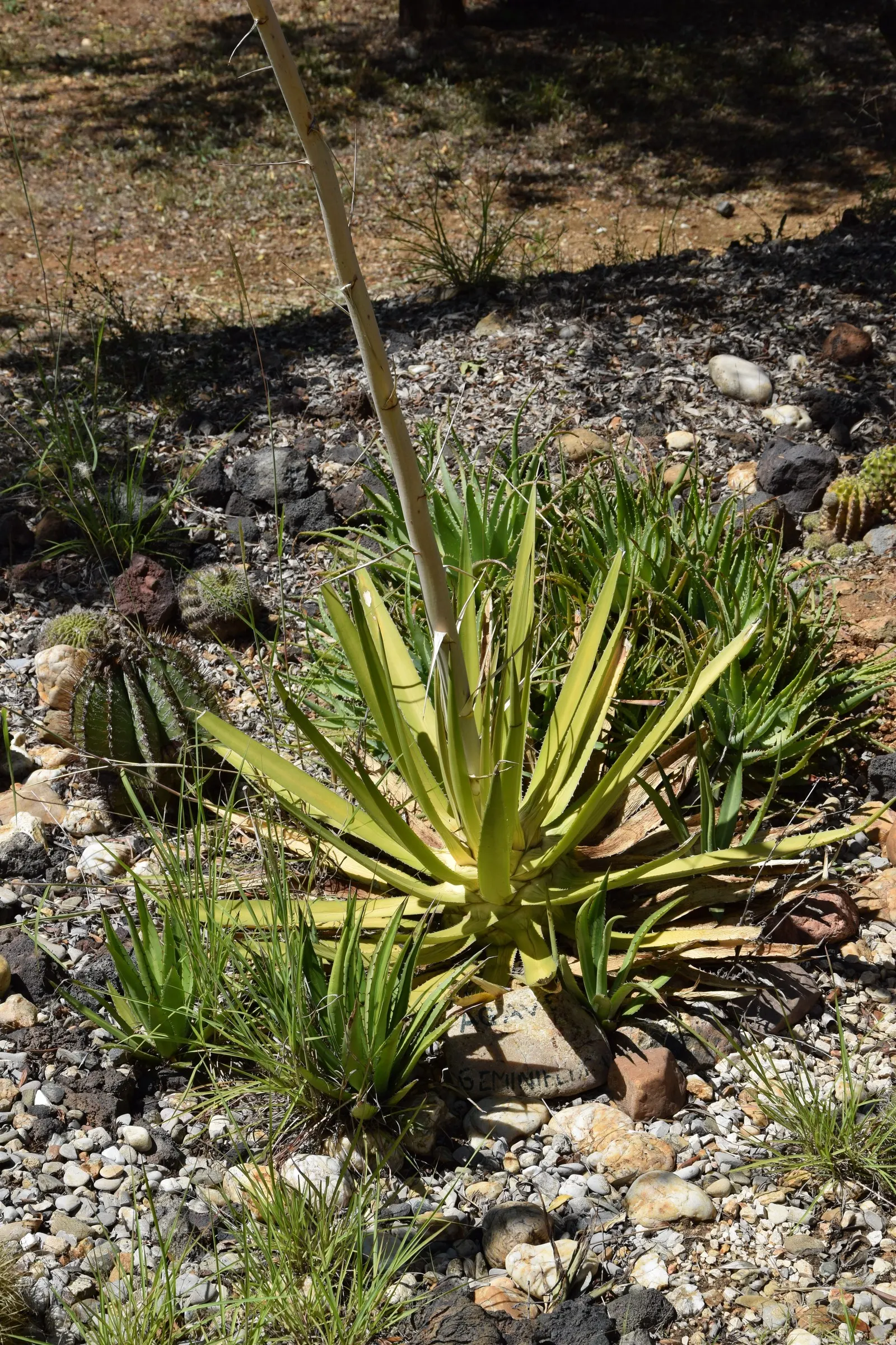 Twin Flowered Agave (Agave Geminiflora) — It is hardy to about 25&deg;F (-4&deg;C) and fits wonderfully in rock gardens