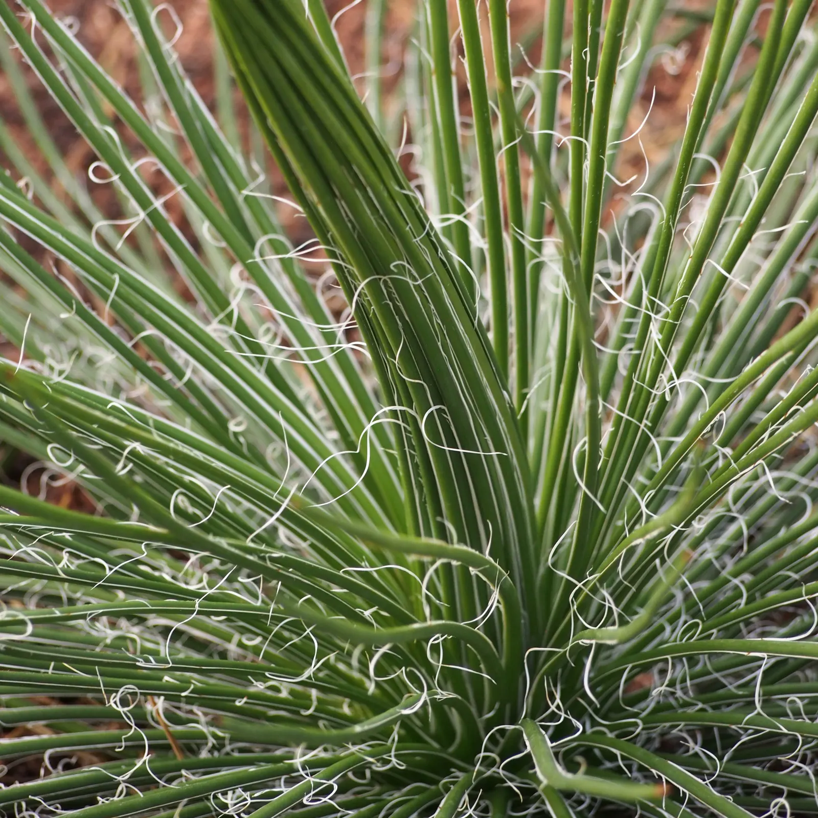 Twin Flowered Agave (Agave Geminiflora) — The Twin Flowered Agave (Agave geminiflora)