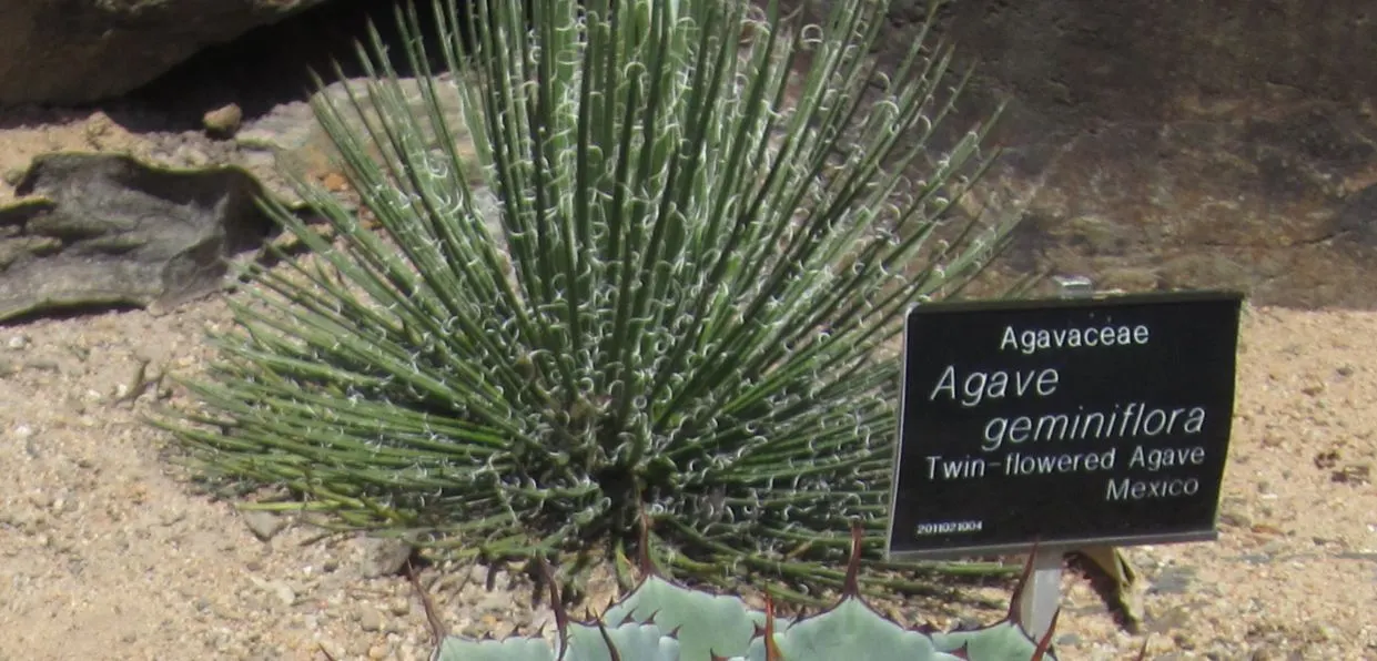 Twin Flowered Agave (Agave Geminiflora) — the bloom occurs once in the plant's life