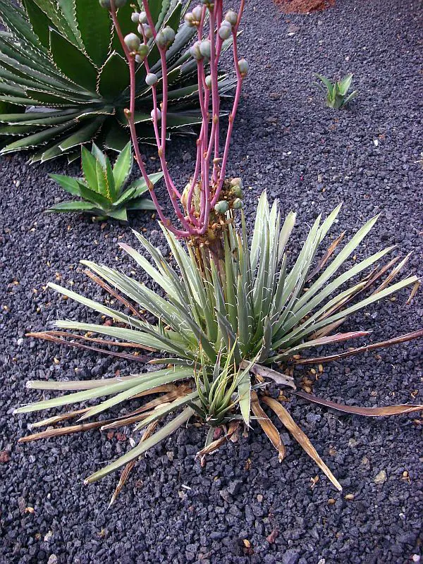 Twin Flowered Agave (Agave Geminiflora) — This compact rosette reaches about 2-3 feet in height and width