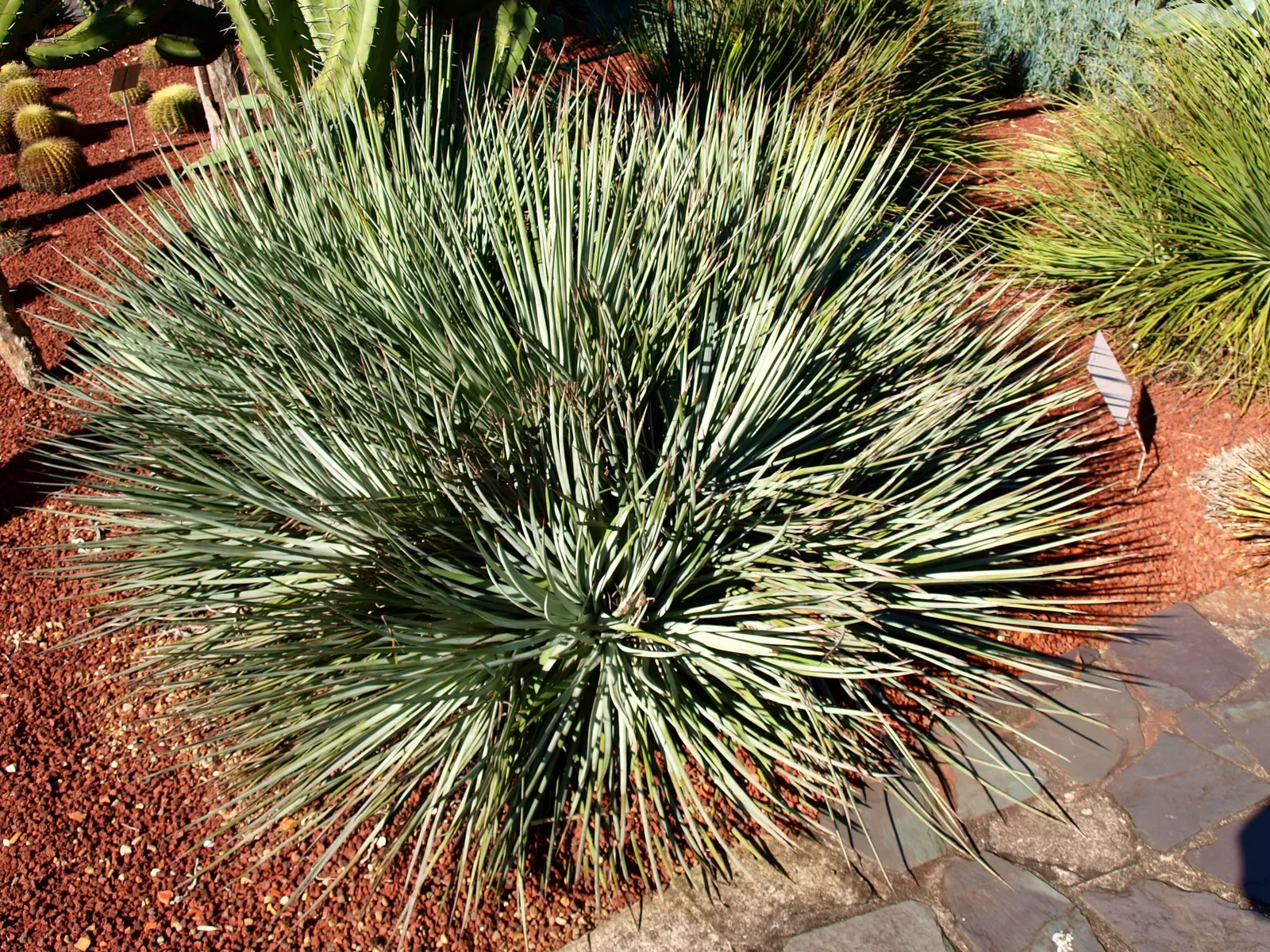 Twin Flowered Agave (Agave Geminiflora) — Agave geminiflora thrives in well-drained soils and requires full sun exposure
