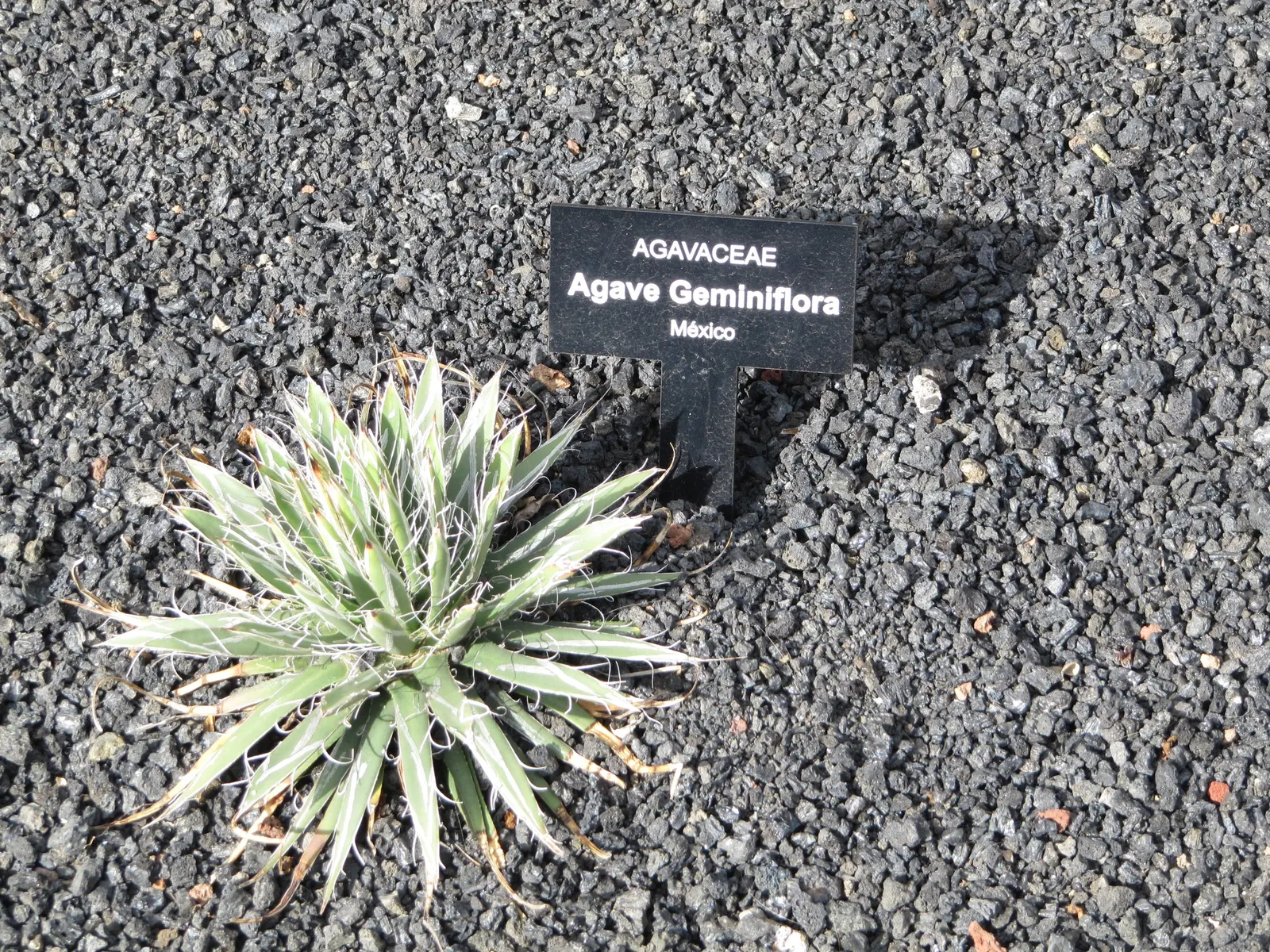 Twin Flowered Agave (Agave Geminiflora) — Its most remarkable feature is its spectacular flowering stalk