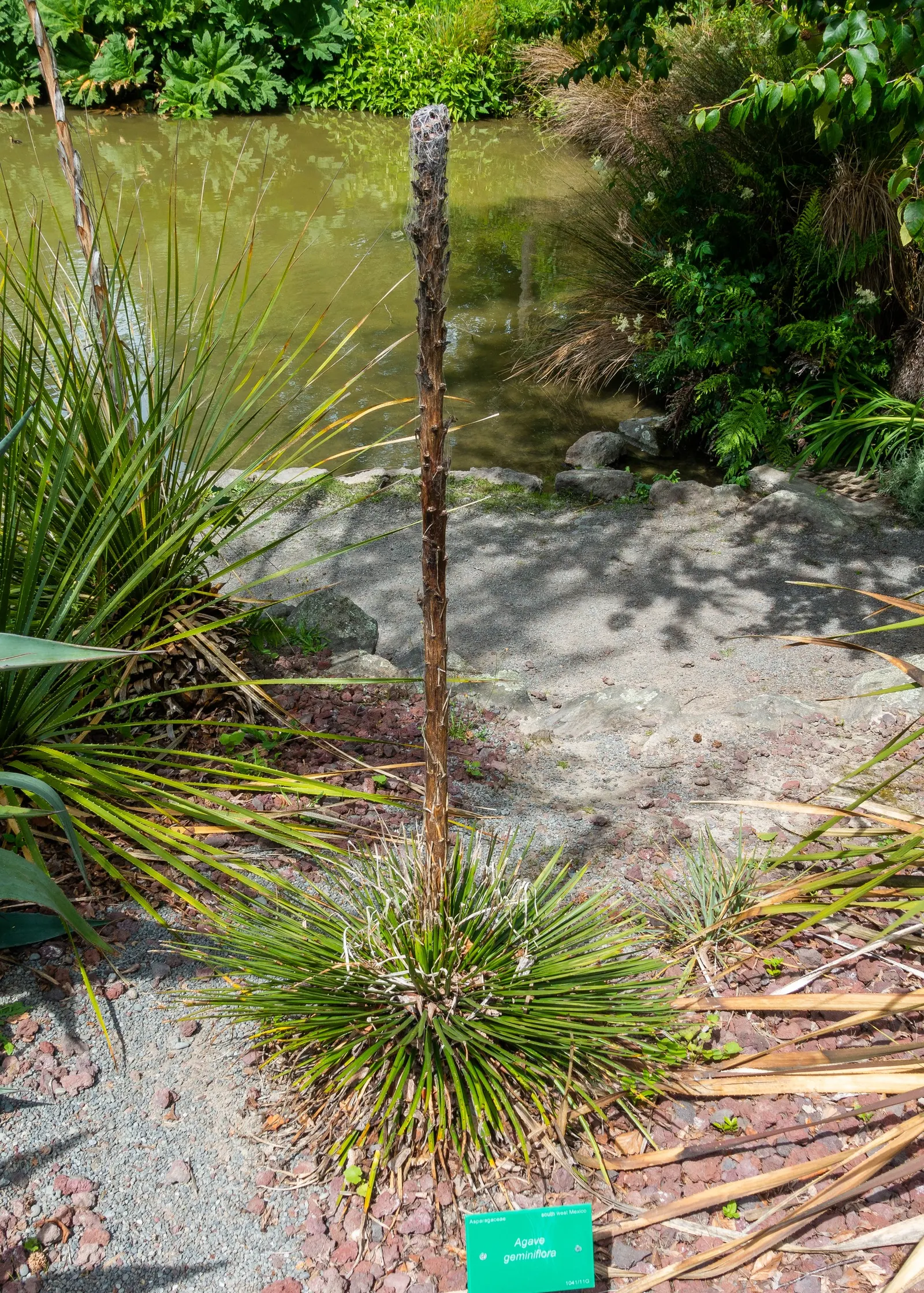 Twin Flowered Agave (Agave Geminiflora) — a process known as monocarpic.<br><br>Ideal for xeriscaping due to its drought tolerance