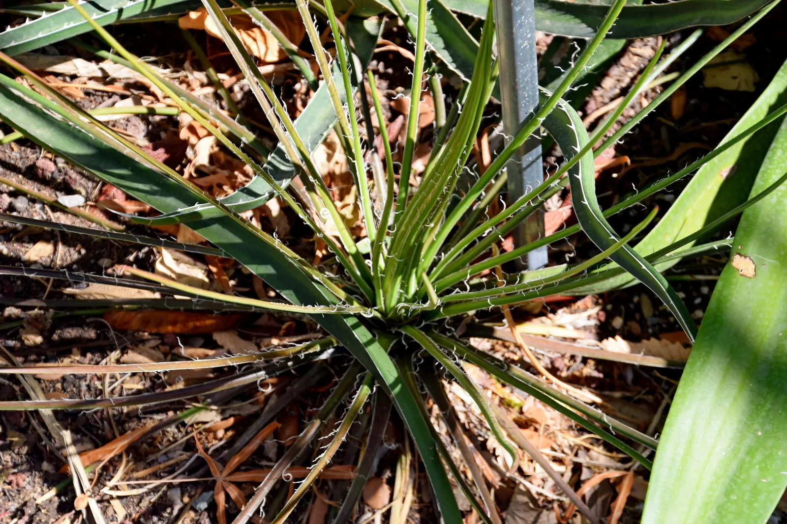 Twin Flowered Agave (Agave Geminiflora) — from which the plant derives its name