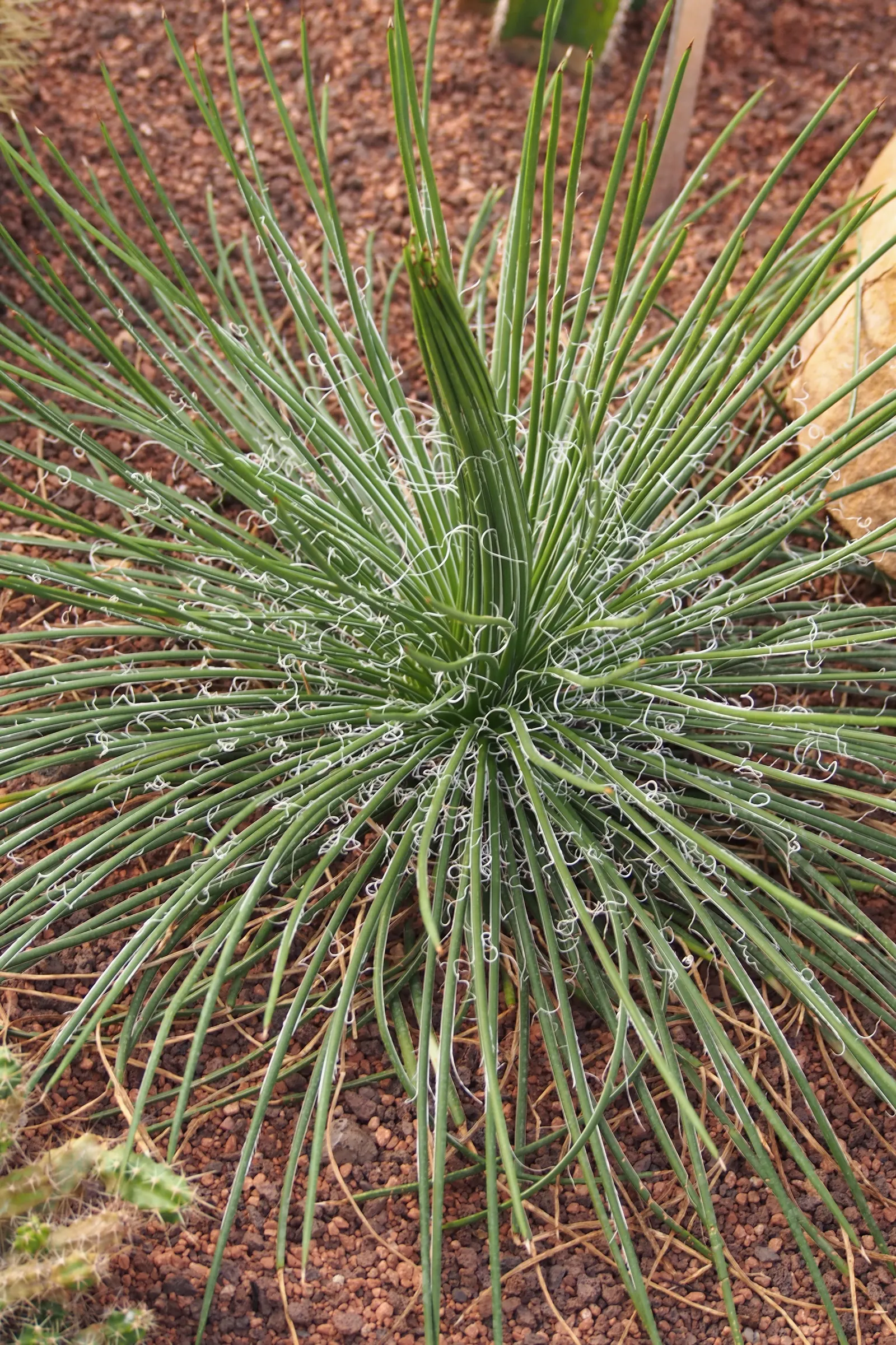 Twin Flowered Agave (Agave Geminiflora) — adds unique texture with narrow