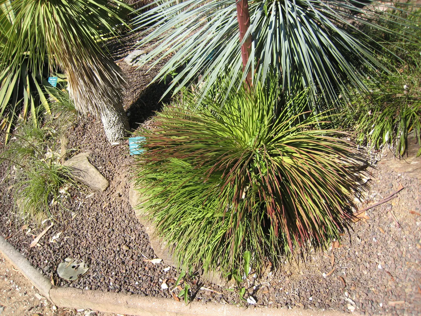 Twin Flowered Agave (Agave Geminiflora) — white flowers in the garden