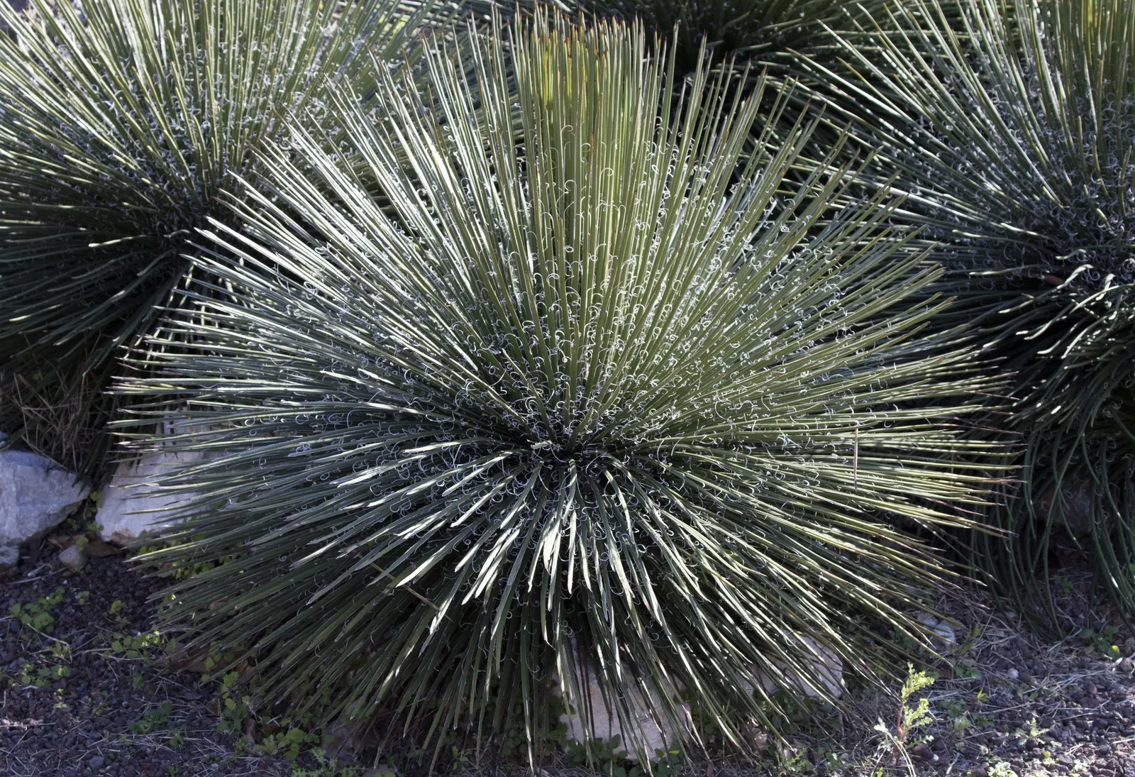 Twin Flowered Agave (Agave Geminiflora) — Prefers full sun and well-draining soil, and is drought-tolerant once established