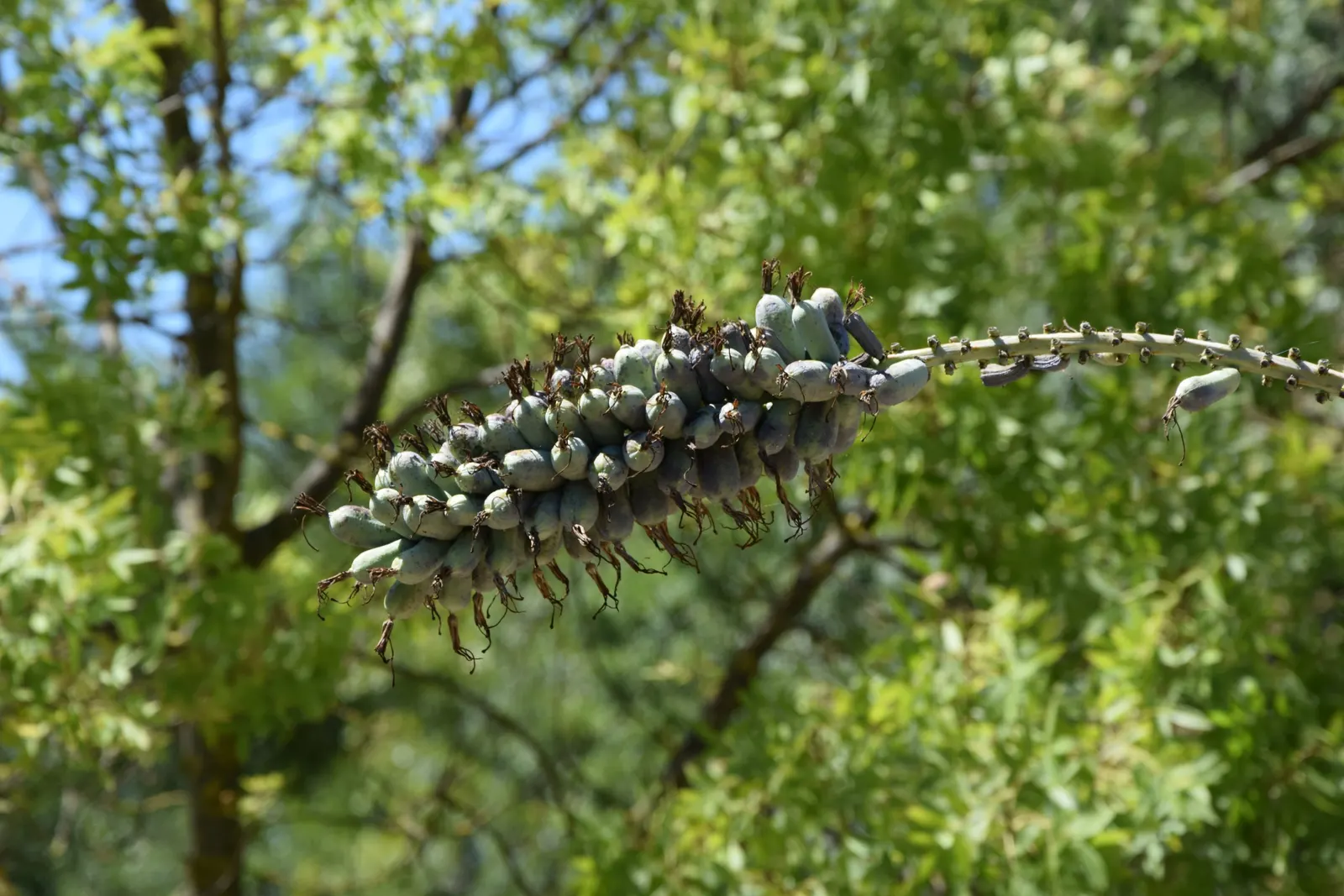 Twin Flowered Agave (Agave Geminiflora) — after which the individual agave will die