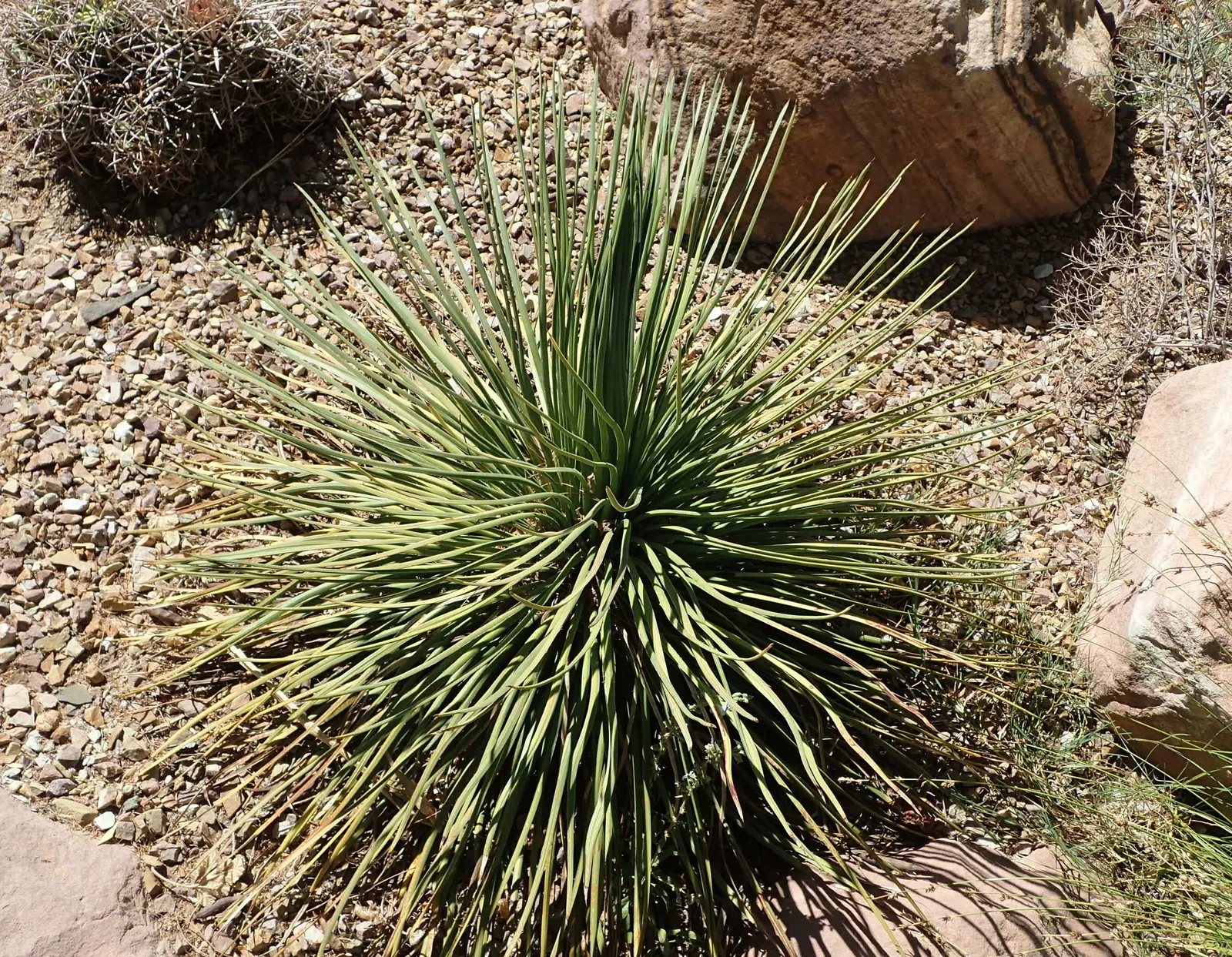 Twin Flowered Agave (Agave Geminiflora) — stretching upwards of 6 to 8 feet