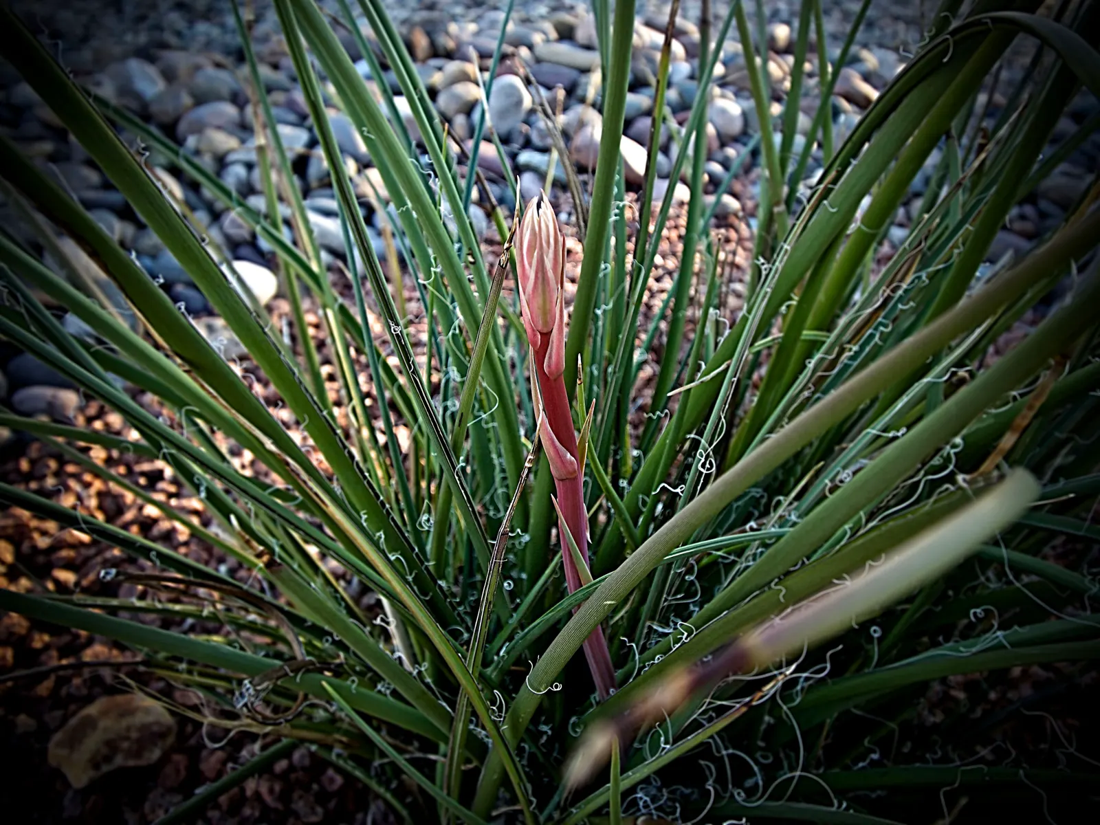 Twin Flowered Agave (Agave Geminiflora) — With its ease of care and low water requirement