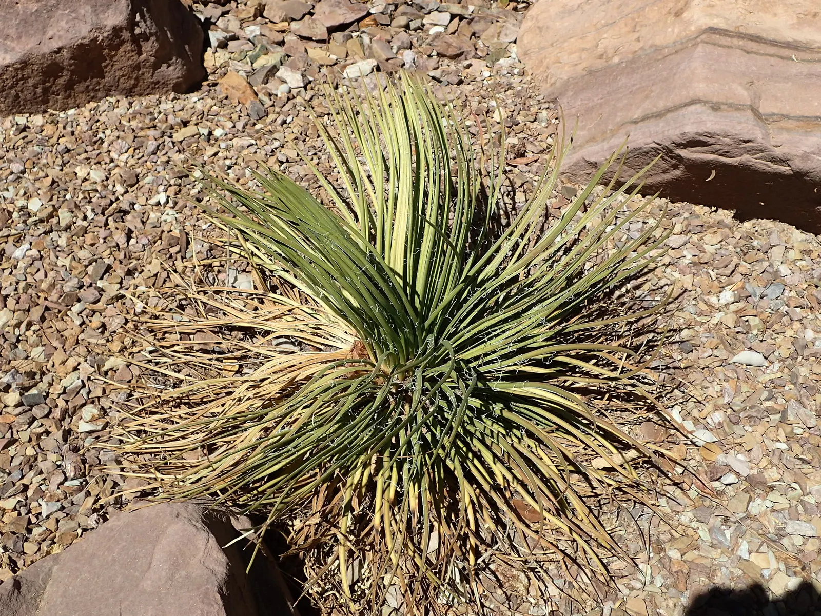 Twin Flowered Agave (Agave Geminiflora) — Native to the rocky slopes of western Mexico
