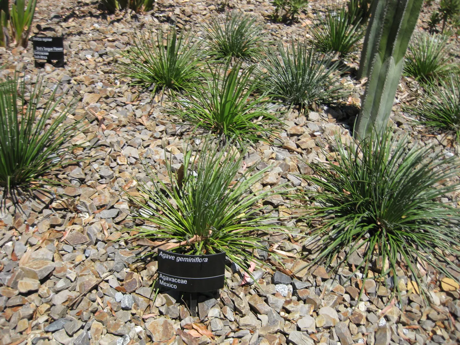 Twin Flowered Agave (Agave Geminiflora) — desert-style landscapes or as a container specimen