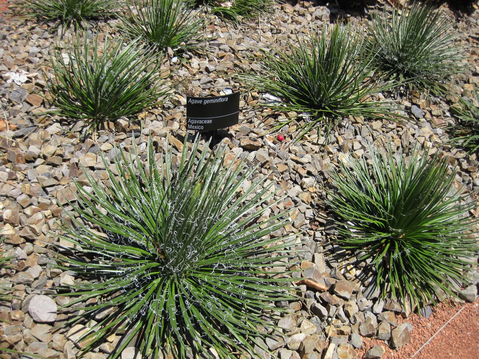 Twin Flowered Agave (Agave Geminiflora) — makes an excellent focal point in landscapes seeking both aesthetic appeal and low maintenance