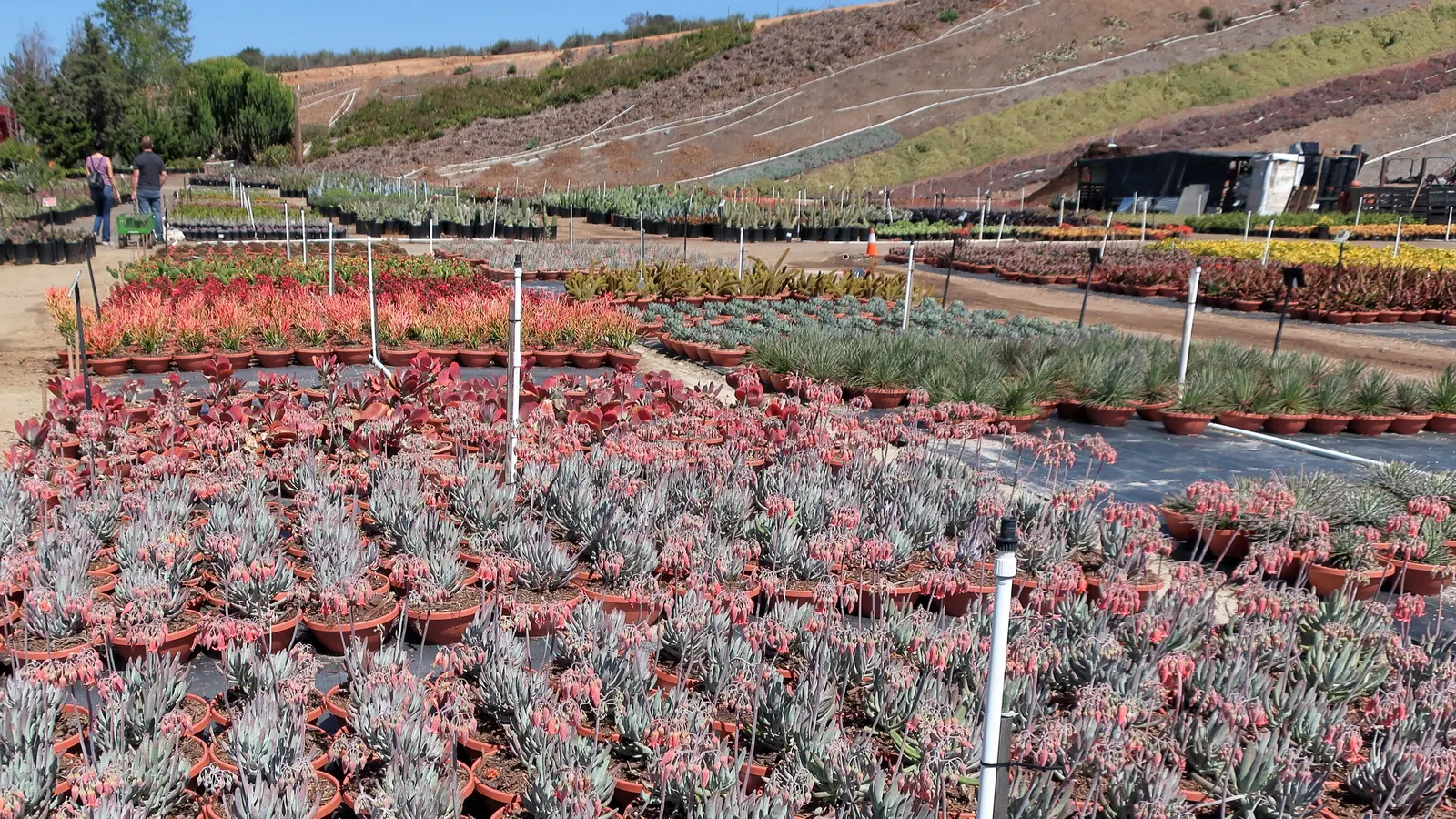 Twin Flowered Agave (Agave Geminiflora) — this agave is distinguished by its dense rosette of narrow