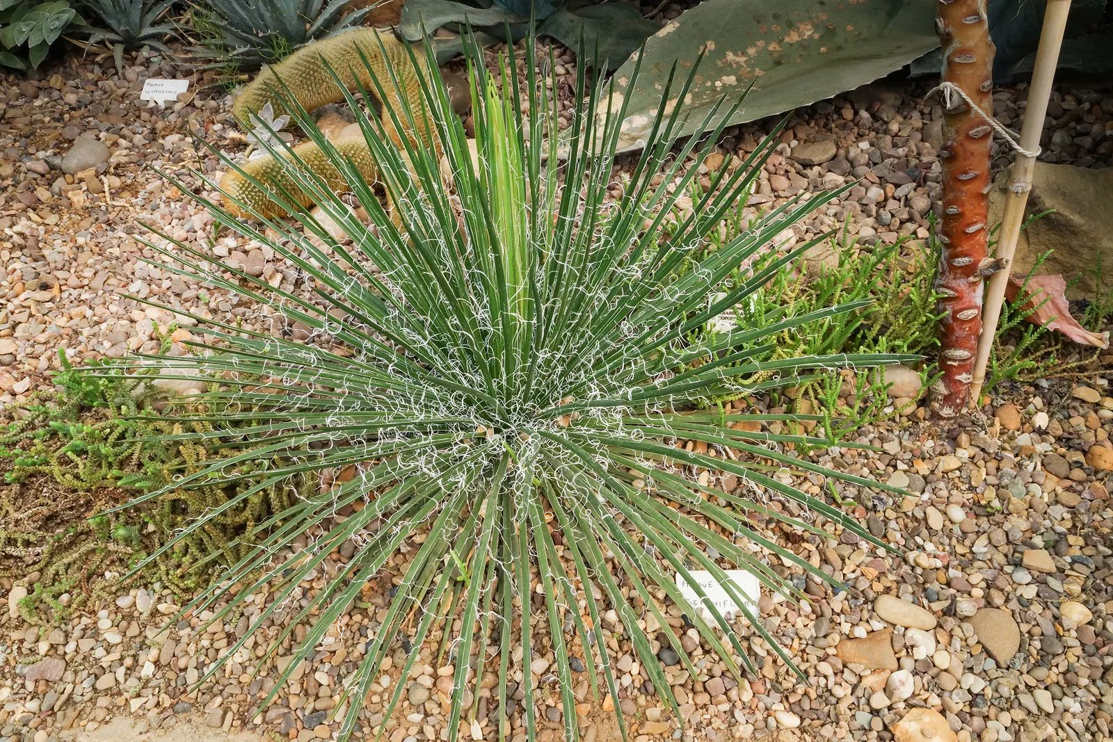 Twin Flowered Agave (Agave Geminiflora) — which can each grow up to 2 feet long and are notably free of spines along the edges