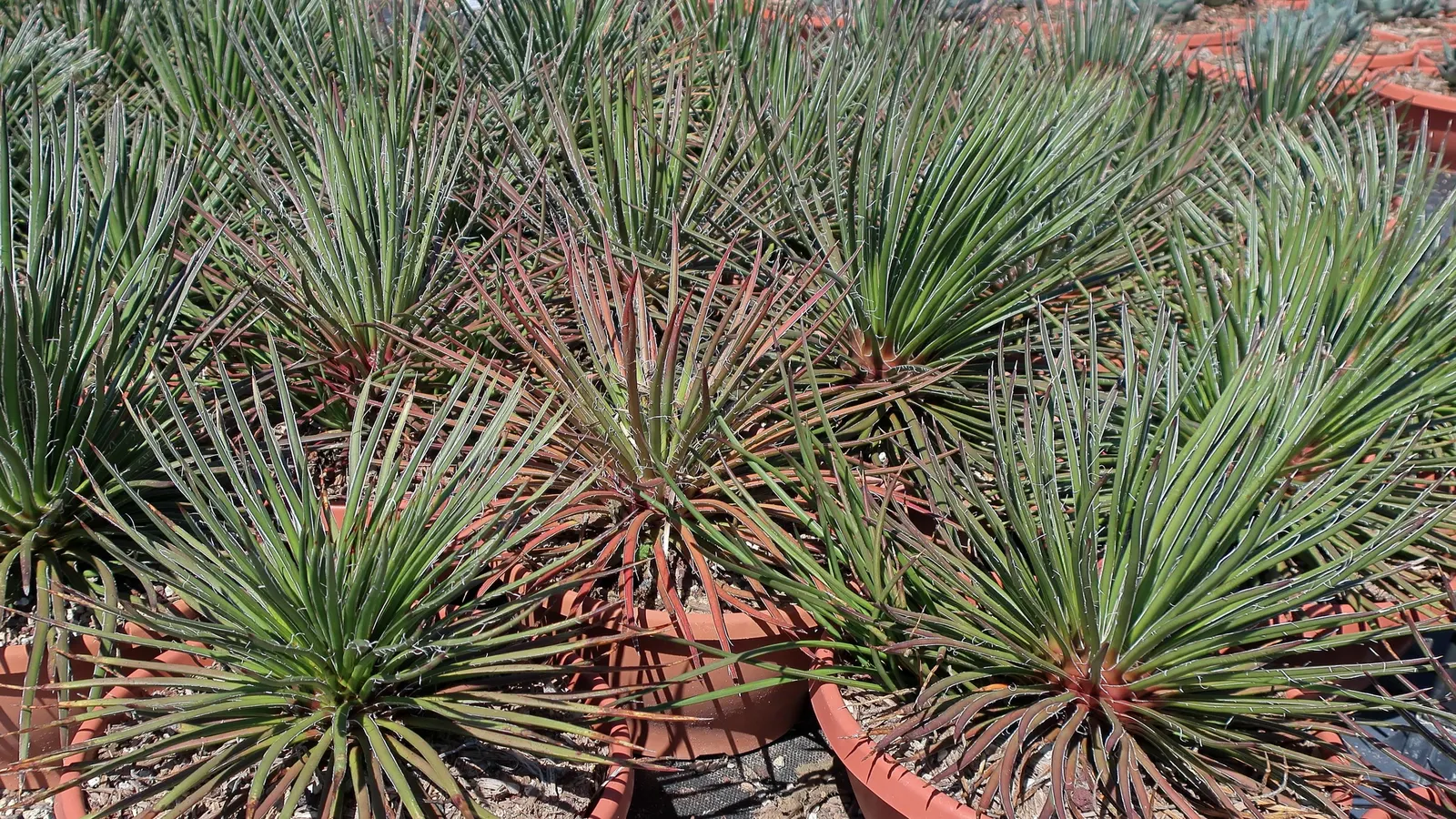 Twin Flowered Agave (Agave Geminiflora) — dark green leaves that can grow up to 2-3 feet long