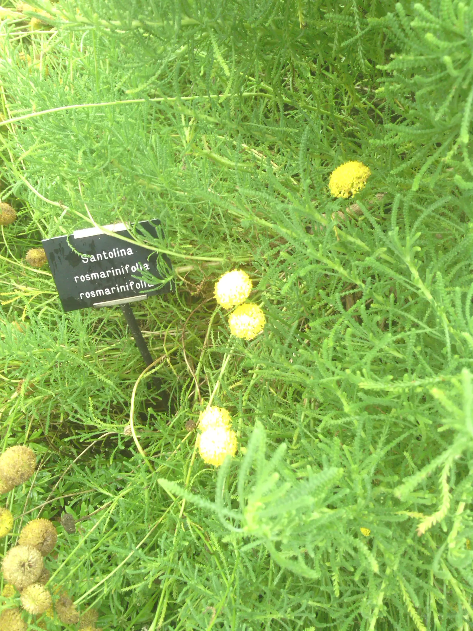 Green Lavender Cotton (Santolina Rosmarinifolia) — It prefers full sun and well-drained soil