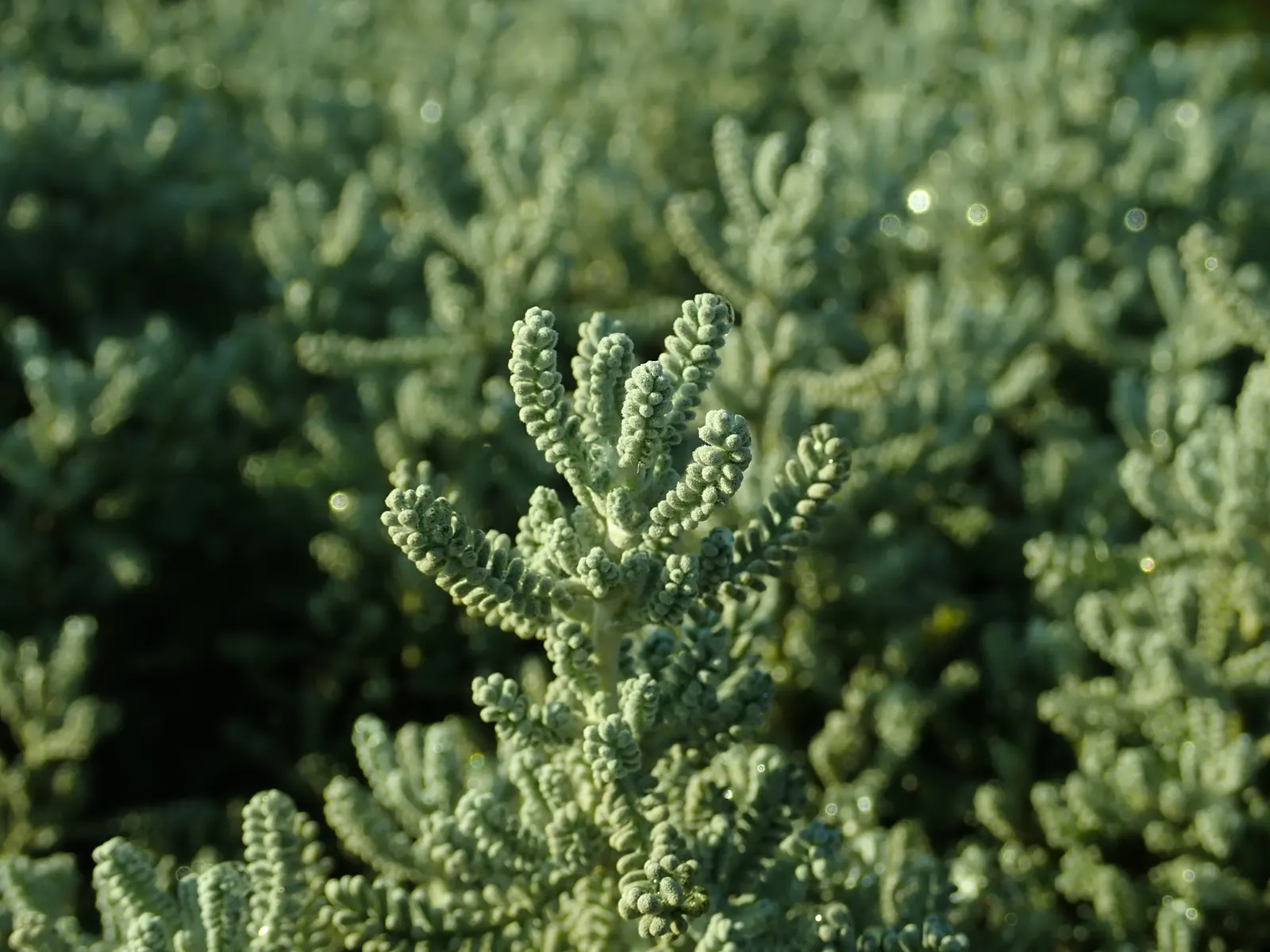 Green Lavender Cotton (Santolina Rosmarinifolia) — is drought-tolerant and requires minimal maintenance