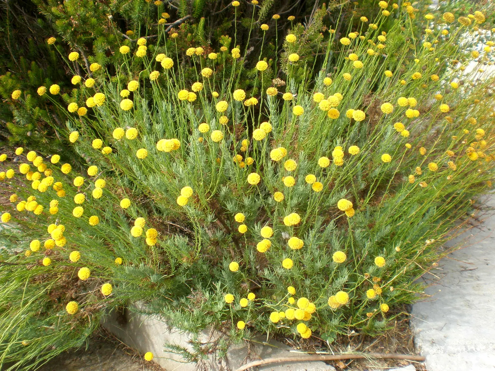 Green Lavender Cotton (Santolina Rosmarinifolia) — In summer, it produces small, button-like yellow flowers