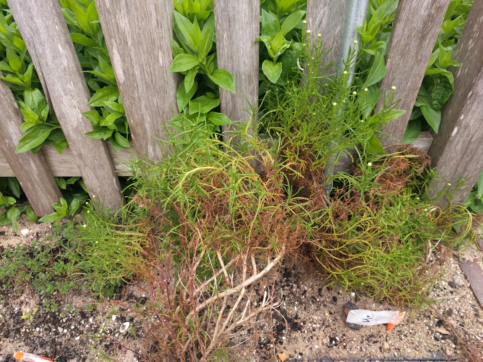 Green Lavender Cotton (Santolina Rosmarinifolia) — is drought-tolerant and requires minimal maintenance; lending itself seamlessly to water-wise garden designs