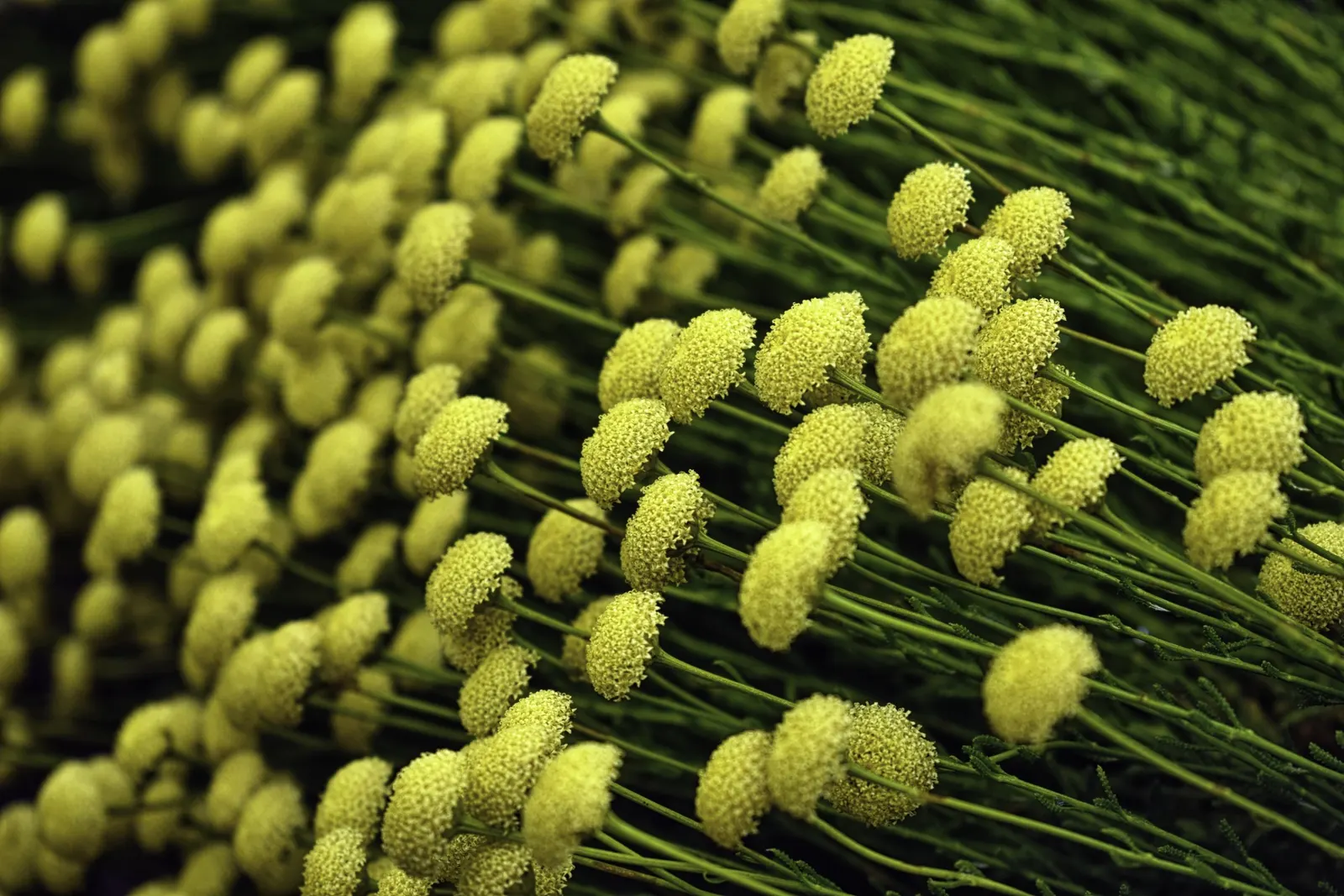 Green Lavender Cotton (Santolina Rosmarinifolia) — contributing to a compact and rounded form perfect for low hedges or border accents; plant Santolina