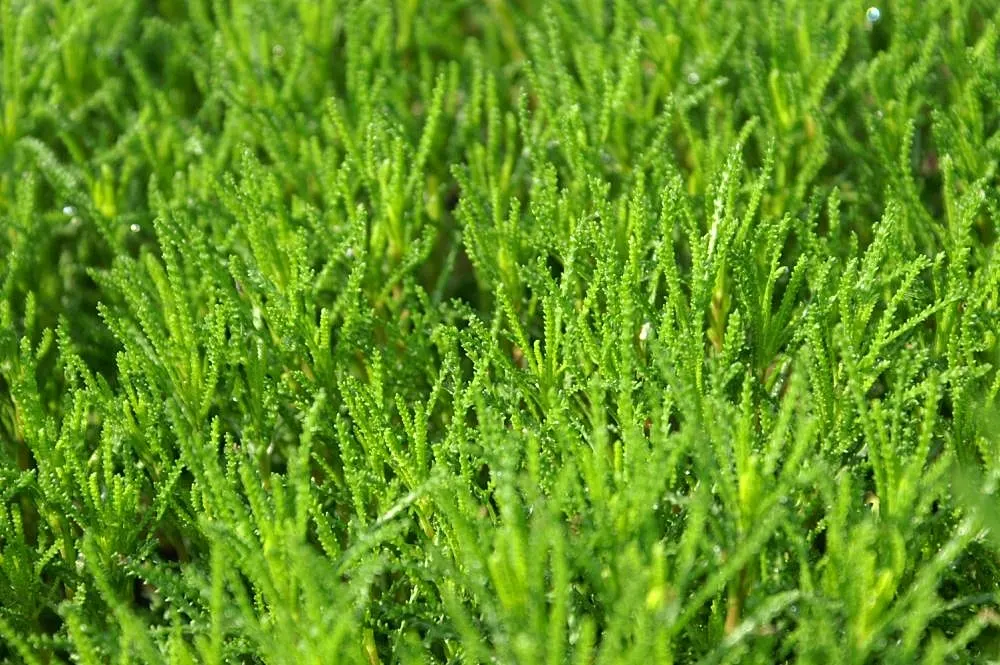 Green Lavender Cotton (Santolina Rosmarinifolia) — which remain vibrant green year-round