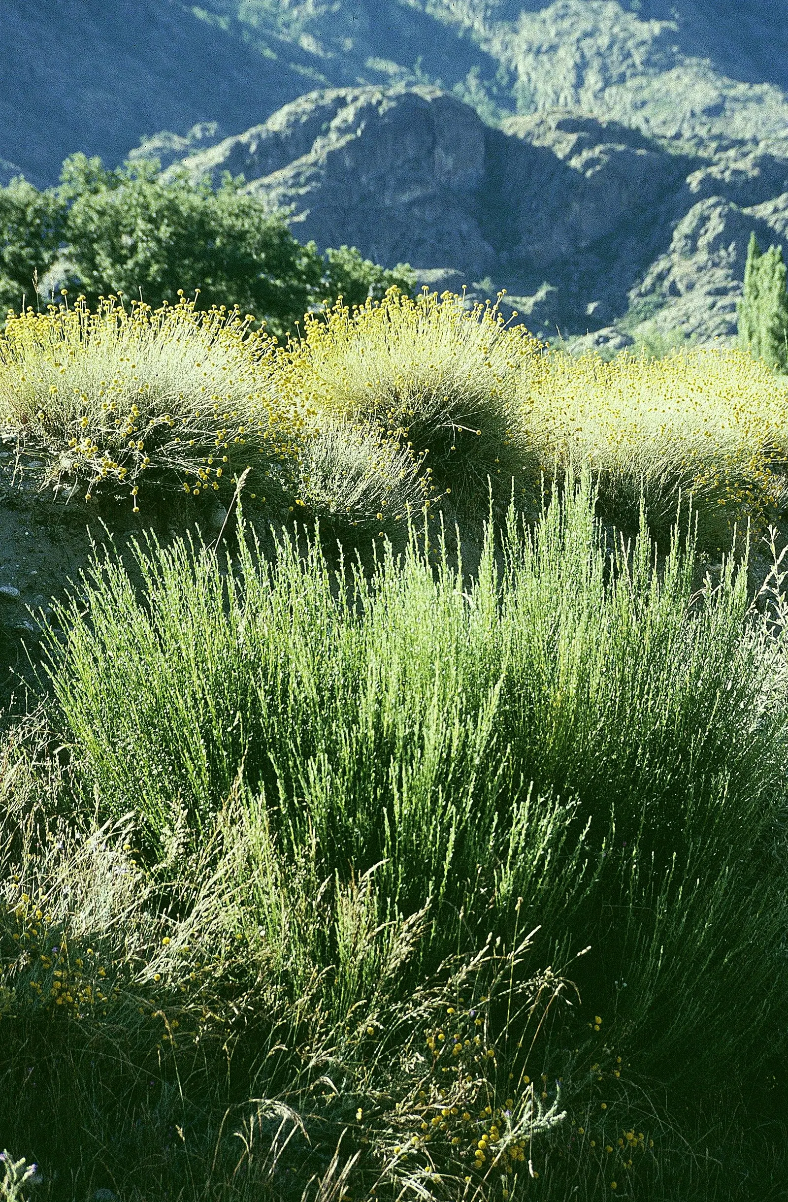 Green Lavender Cotton (Santolina Rosmarinifolia) — Green Lavender Cotton thrives in USDA Hardiness Zones 6 to 9
