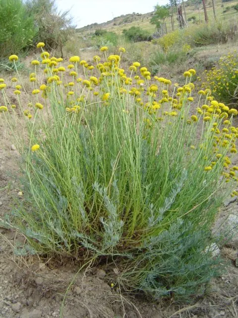 Green Lavender Cotton (Santolina Rosmarinifolia) — Green Lavender Cotton (Santolina rosmarinifolia) is an evergreen shrub with a compact, rounded, image 57