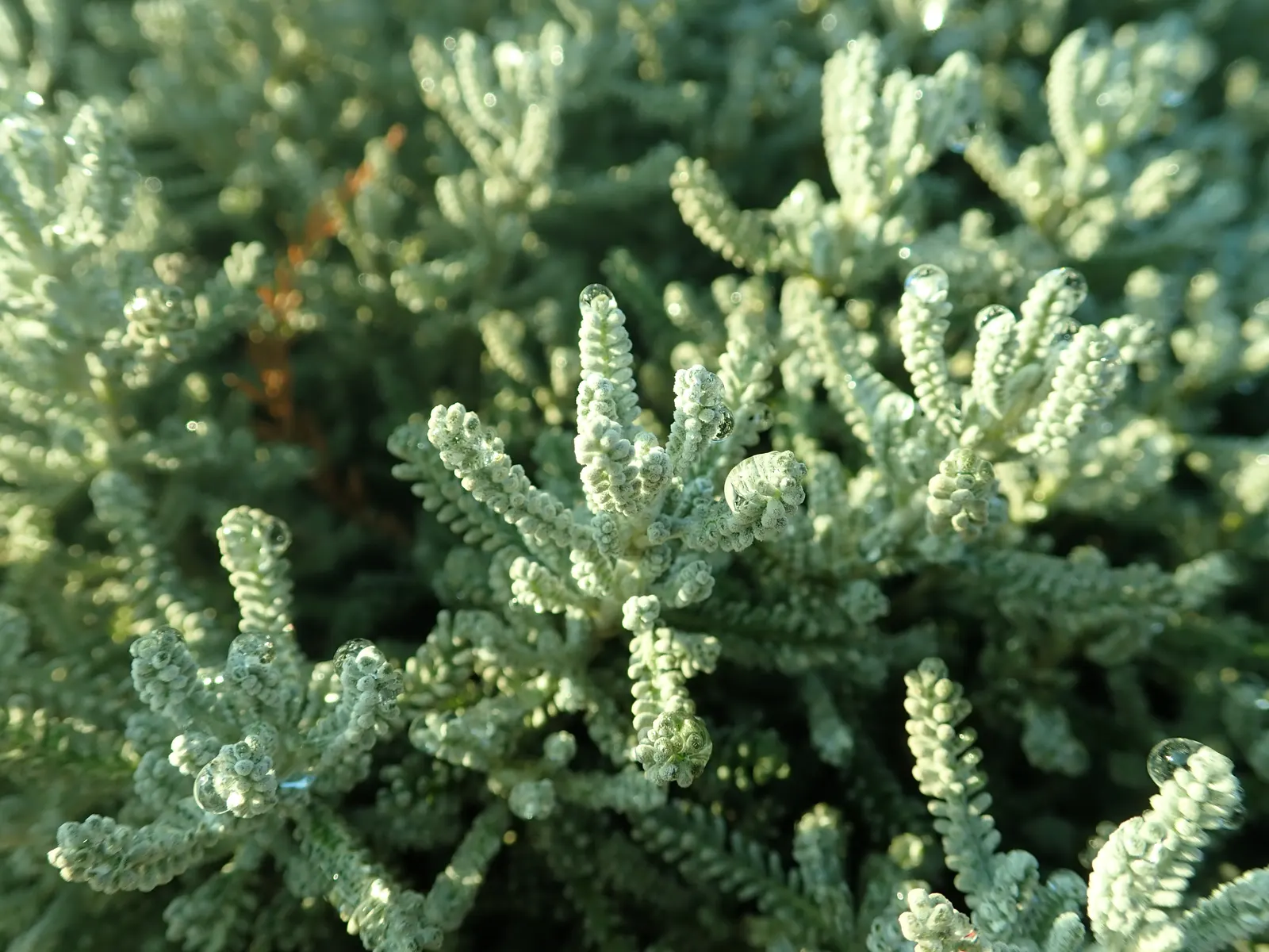 Green Lavender Cotton (Santolina Rosmarinifolia) — bushy nature.<br><br>Green Lavender Cotton is notably low maintenance