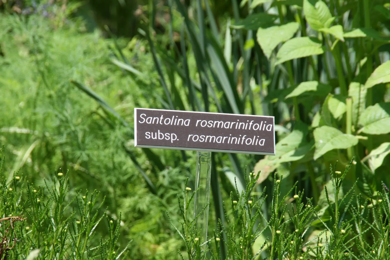 Green Lavender Cotton (Santolina Rosmarinifolia) — In summer, it produces small, button-like yellow flowers; is an evergreen subshrub that brings a touch of