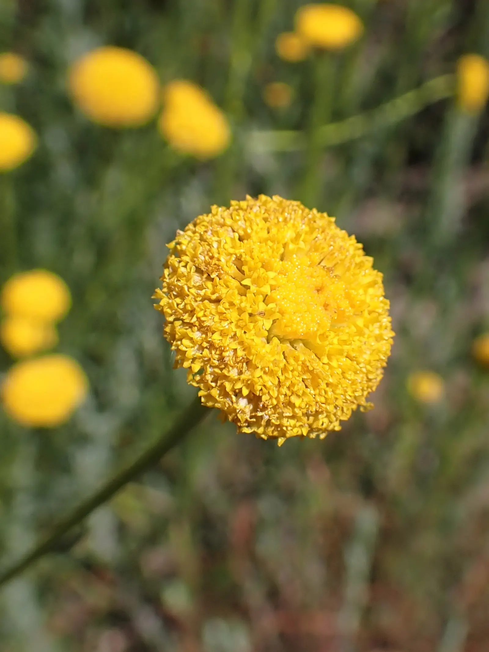 Green Lavender Cotton (Santolina Rosmarinifolia) — Green Lavender Cotton (Santolina rosmarinifolia) is an evergreen shrub with a compact, rounded shape