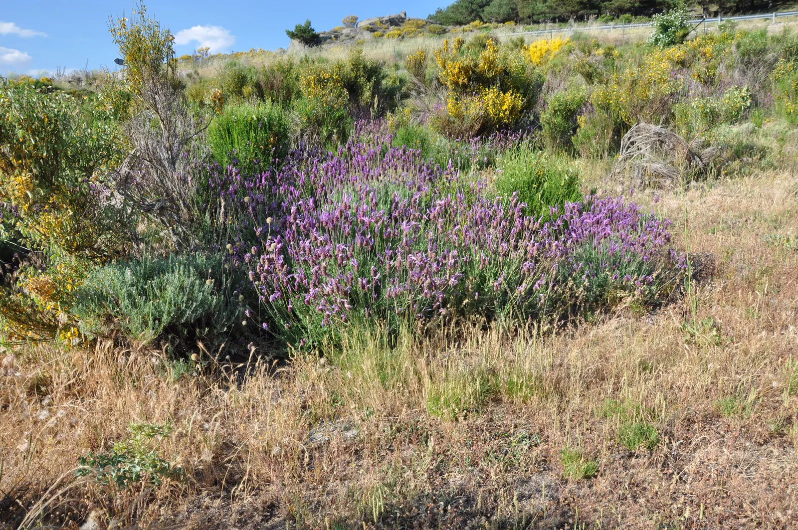 Green Lavender Cotton (Santolina Rosmarinifolia) — Green Lavender Cotton (Santolina rosmarinifolia) is an evergreen shrub with a compact, rounded, image 29