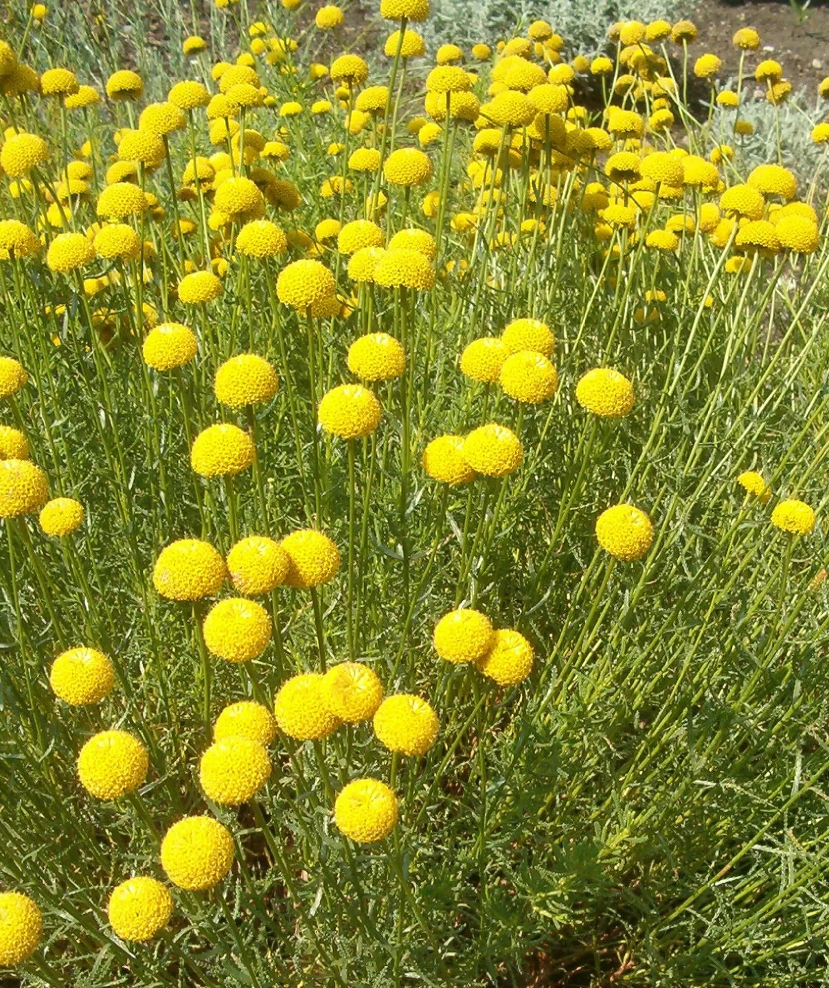 Green Lavender Cotton (Santolina Rosmarinifolia) — embodying drought resistance once established; plant Santolina rosmarinifolia in well-drained soils; it is