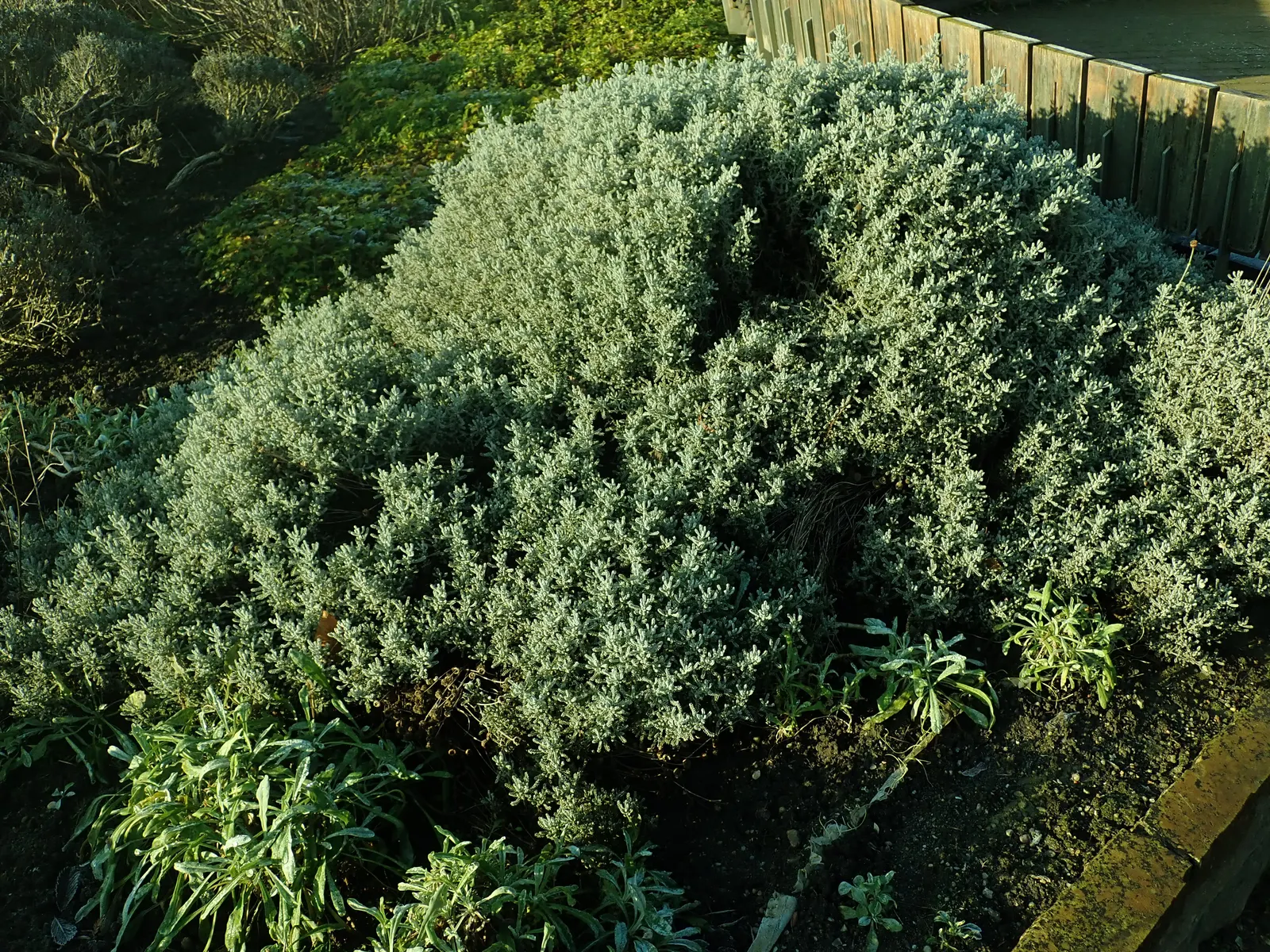 Green Lavender Cotton (Santolina Rosmarinifolia) — This resilient and versatile plant is recognized for its fine