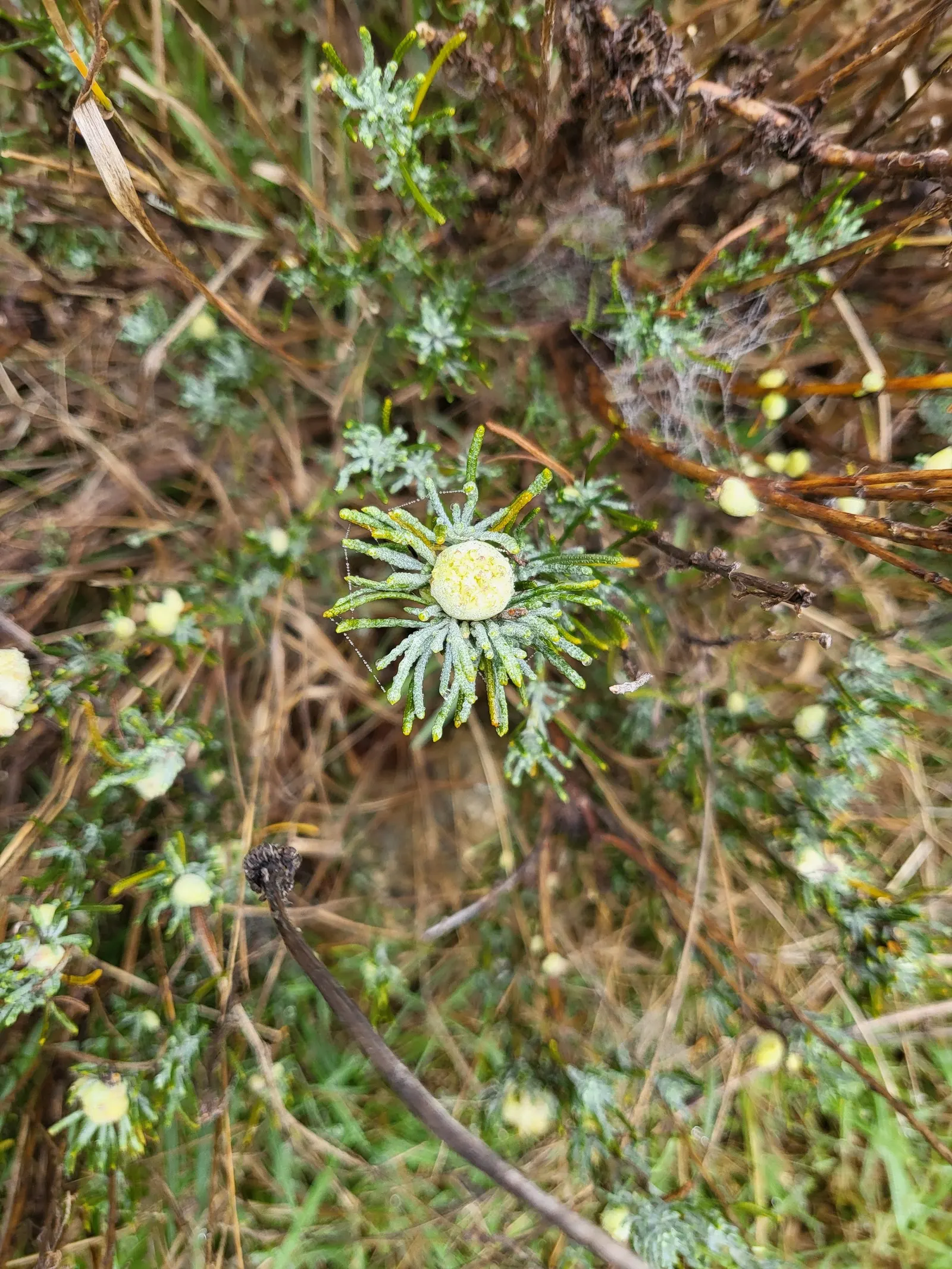 Green Lavender Cotton (Santolina Rosmarinifolia) — Position this sun-lover in a full-sun exposure to encourage vigorous growth and to maintain its dense