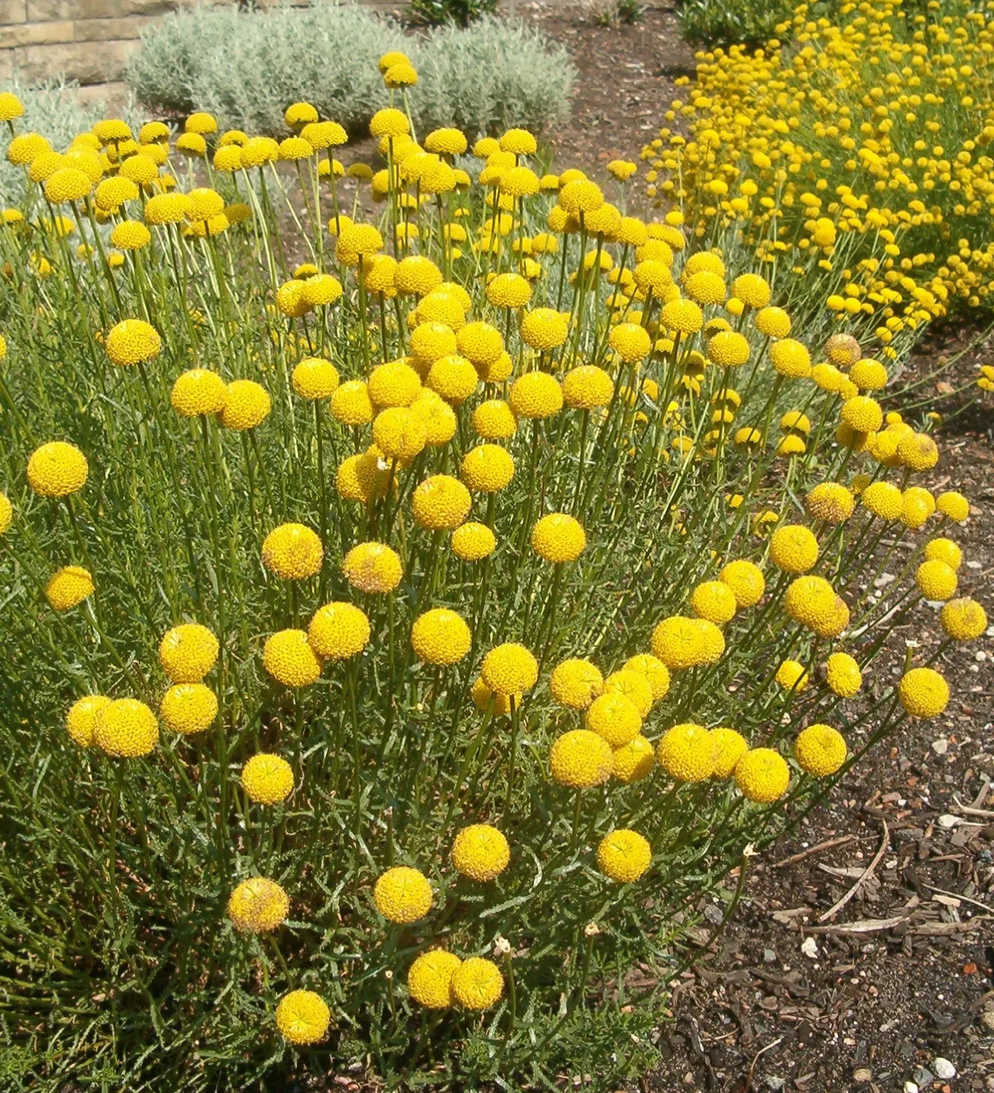 Green Lavender Cotton (Santolina Rosmarinifolia) — bushy nature.<br><br>Green Lavender Cotton is notably low maintenance; needle-like leaves resembling rosemary