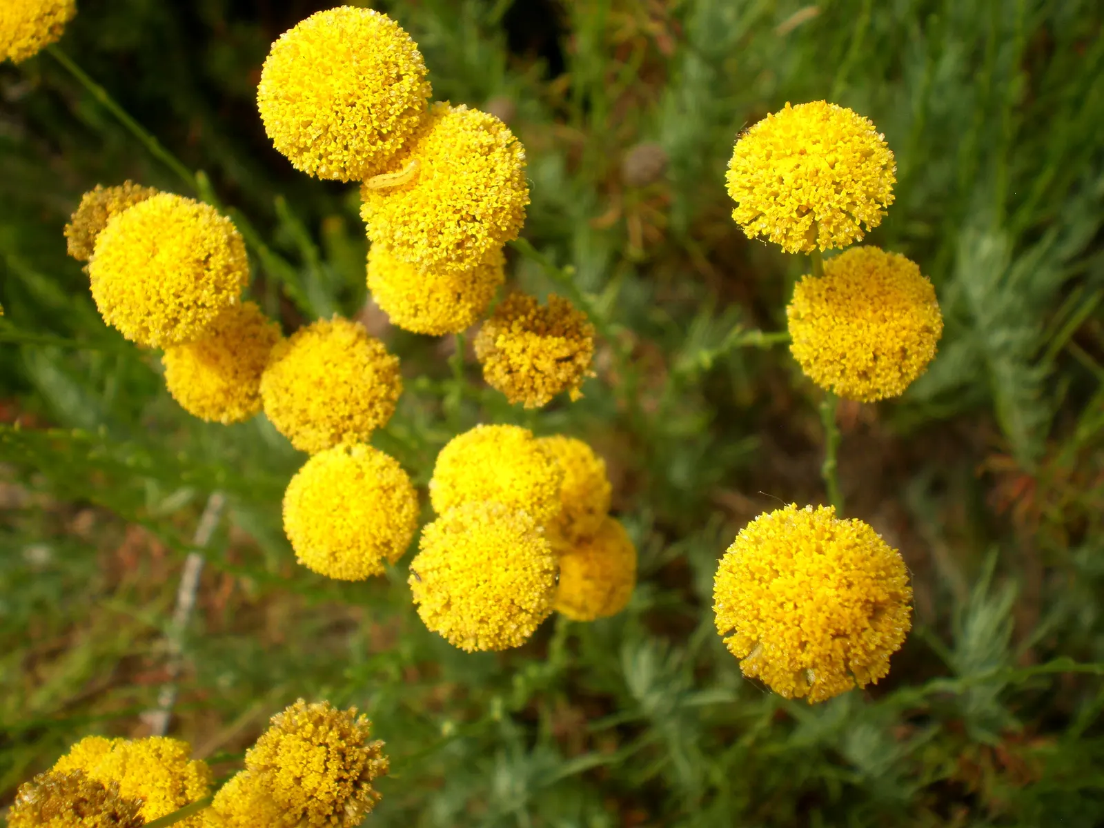 Green Lavender Cotton (Santolina Rosmarinifolia) — This Mediterranean native boasts fine