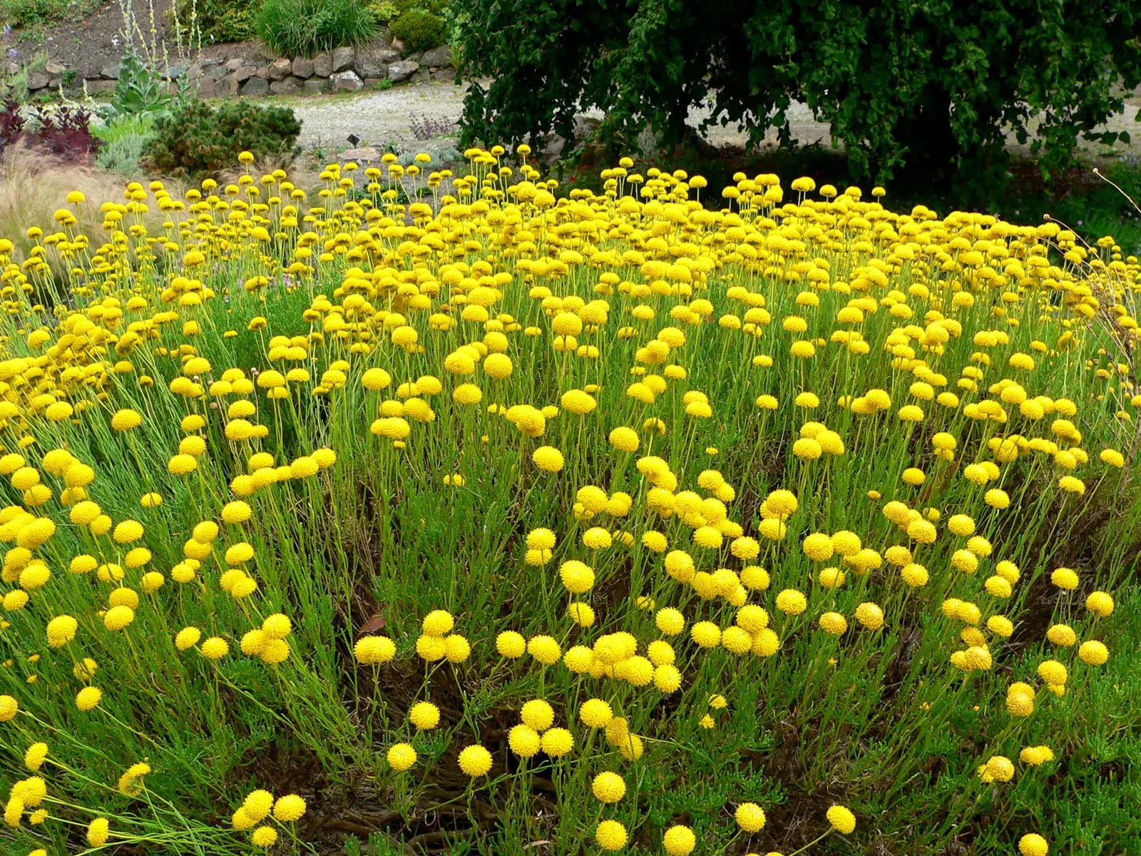 Green Lavender Cotton (Santolina Rosmarinifolia) — This hardy plant aligns well with xeriscaping principles and complements other drought-tolerant species